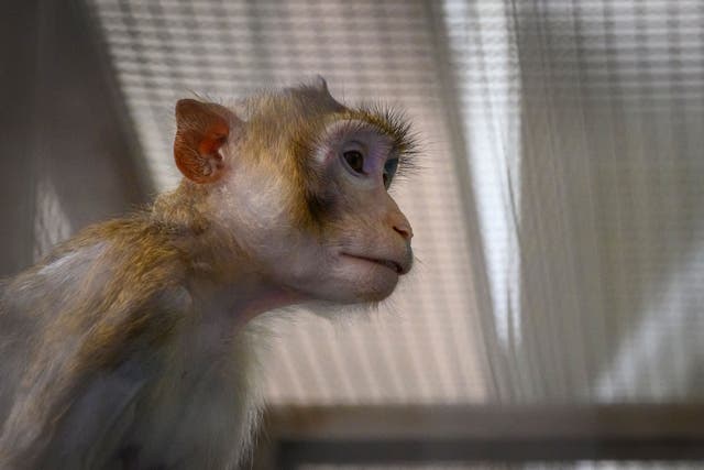 <p>A lab monkey inside its cage</p>
