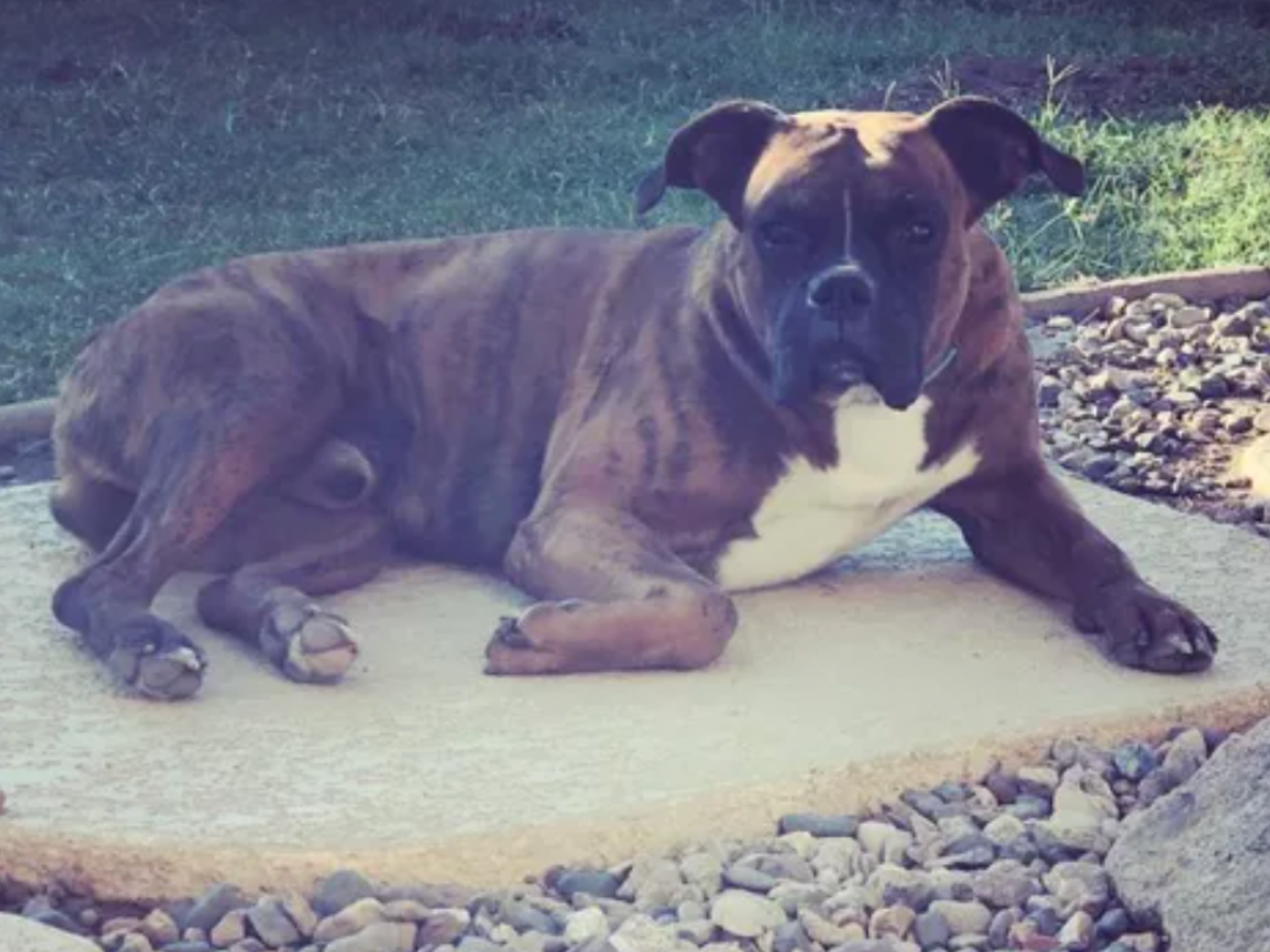 Rocky, o cachorro de Mónica López, sua companheira desde a morte do marido, foi encontrado morto após um assalto no Dia de Ação de Graças