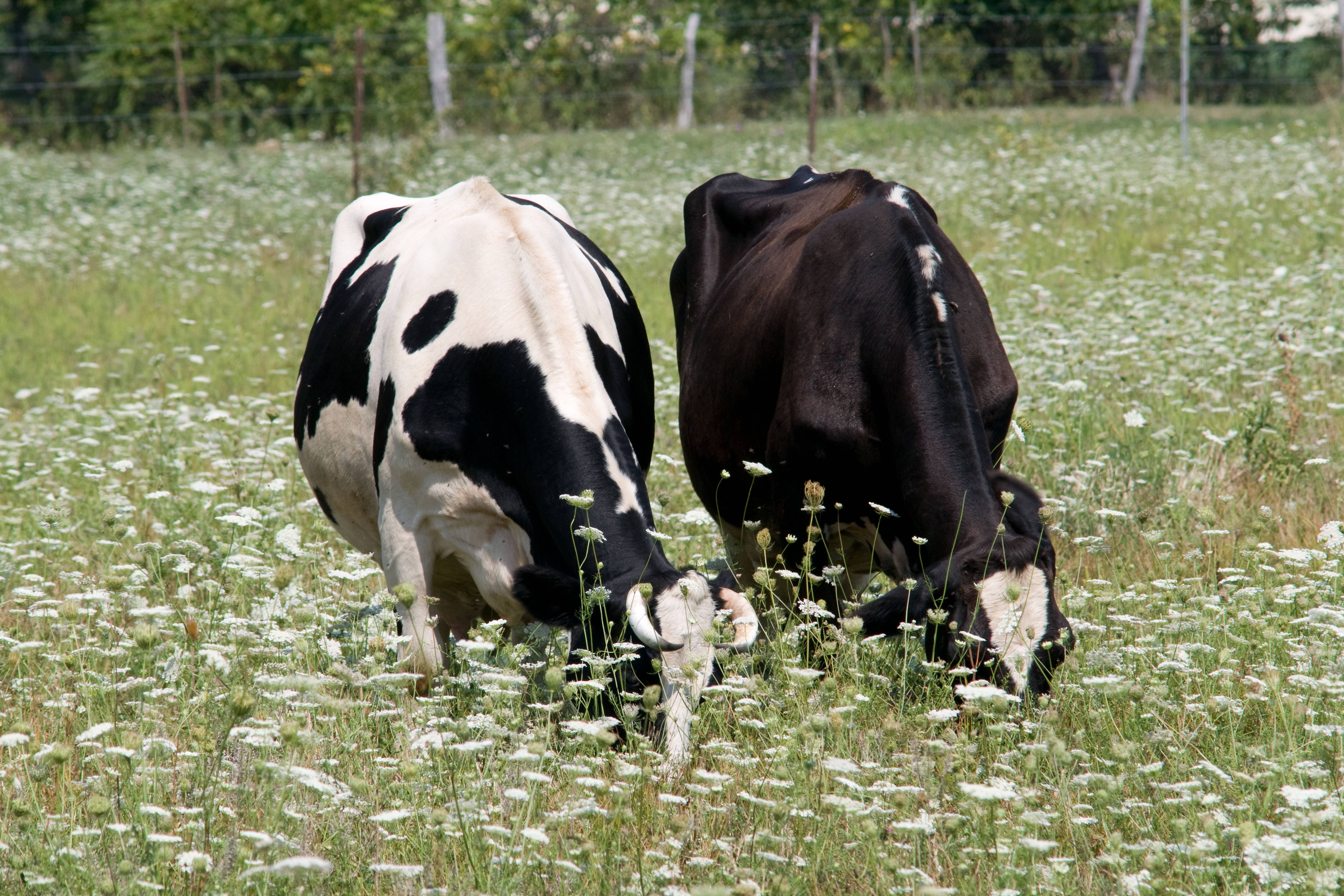 Bluetongue is an animal disease that affects livestock including cattle and sheep (Alamy/PA)