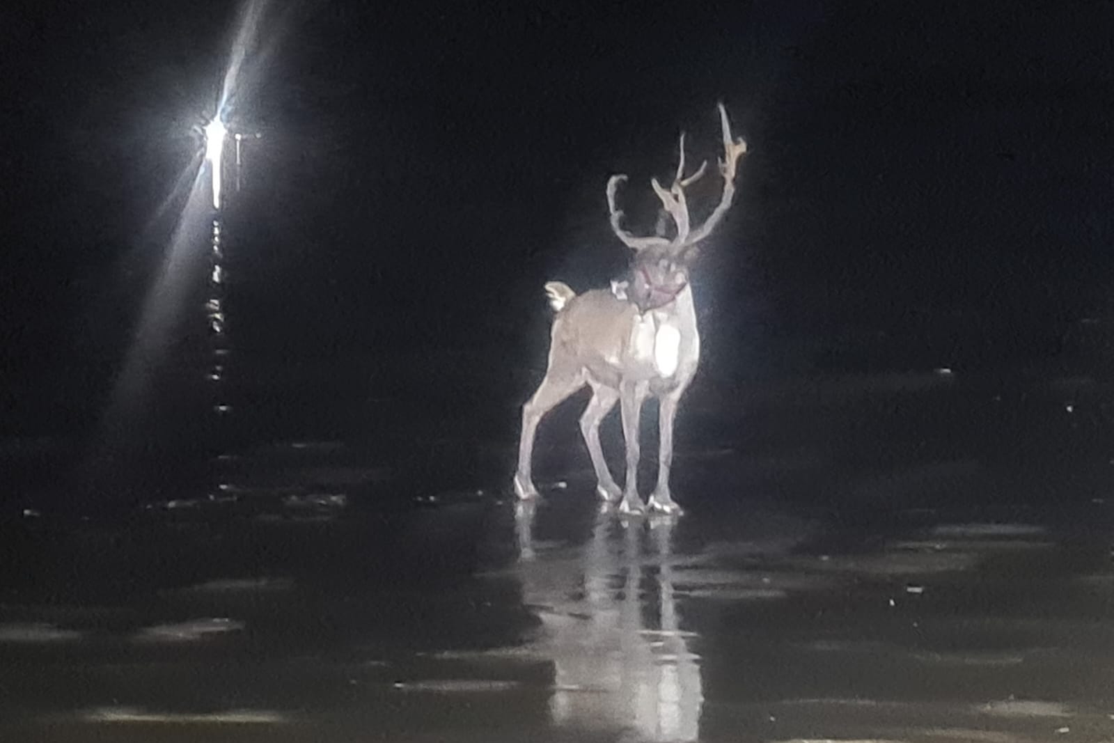The escaped reindeer ended up on Formby beach