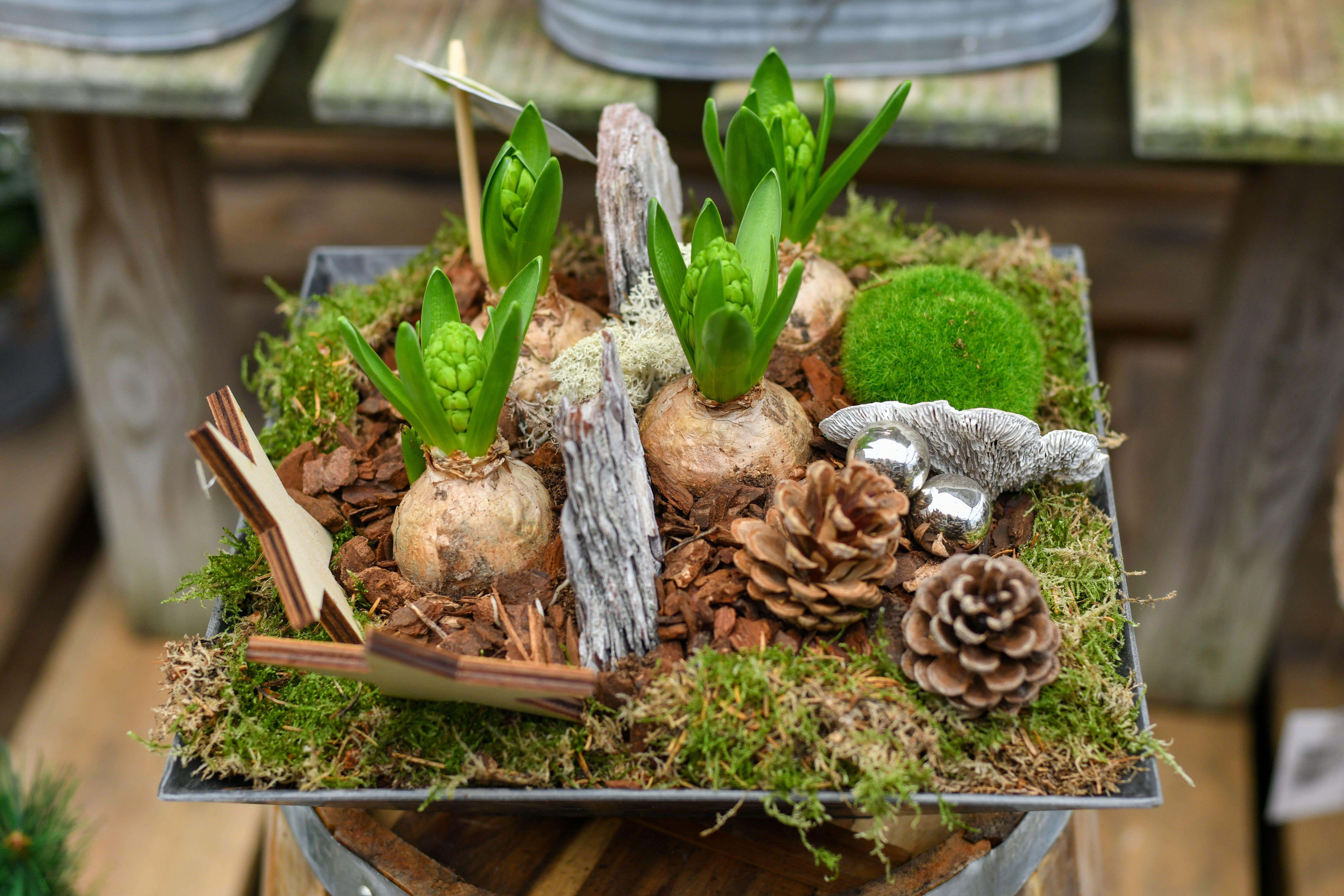 Some tips to boost your festive winter indoor bulbs