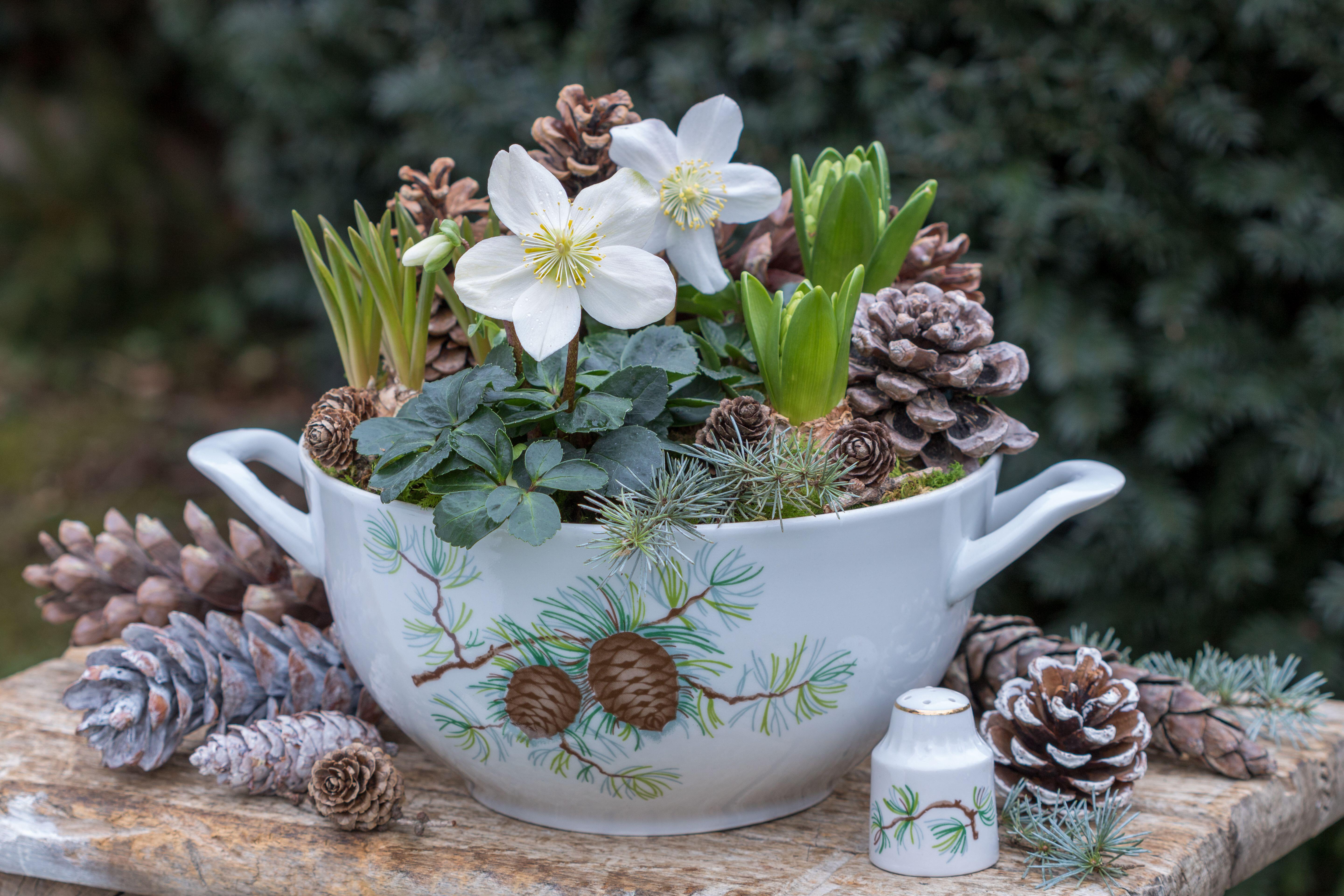 How to create a beautiful display from Christmas blooms
