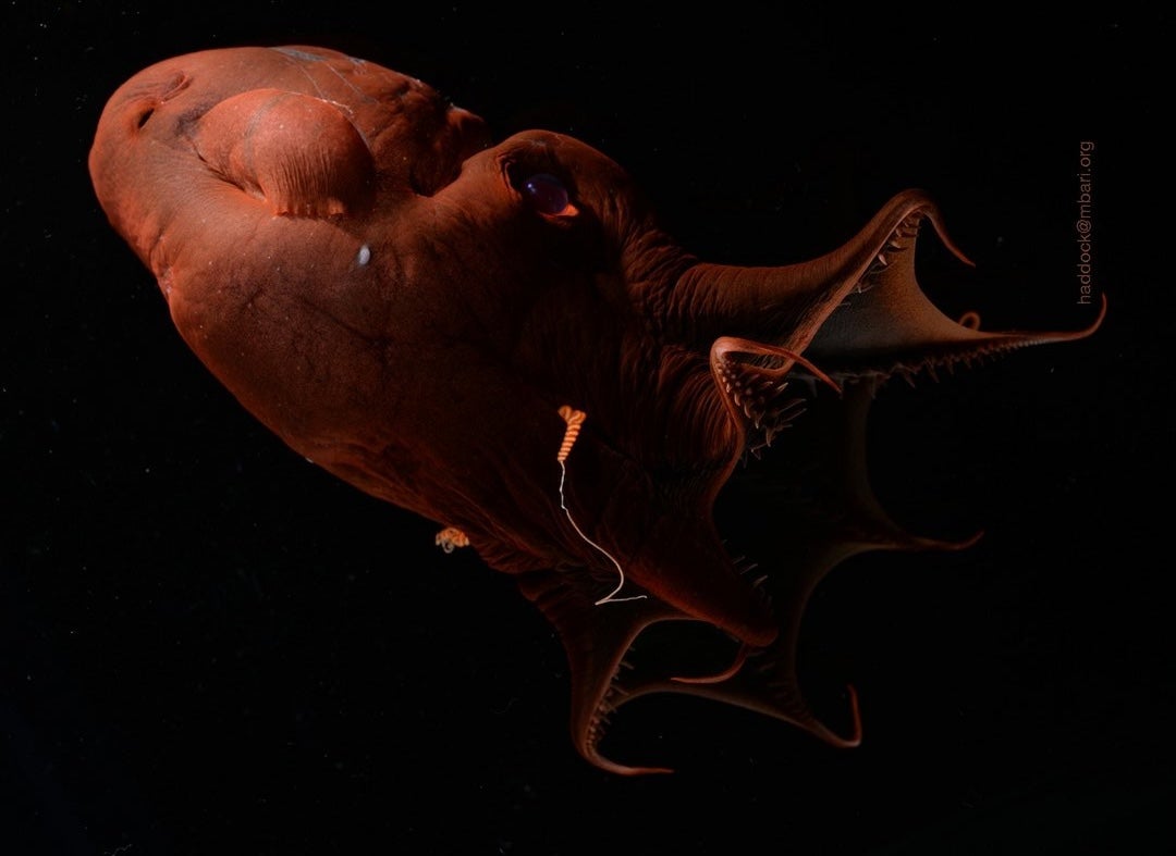 <p>Vampire squid</p>