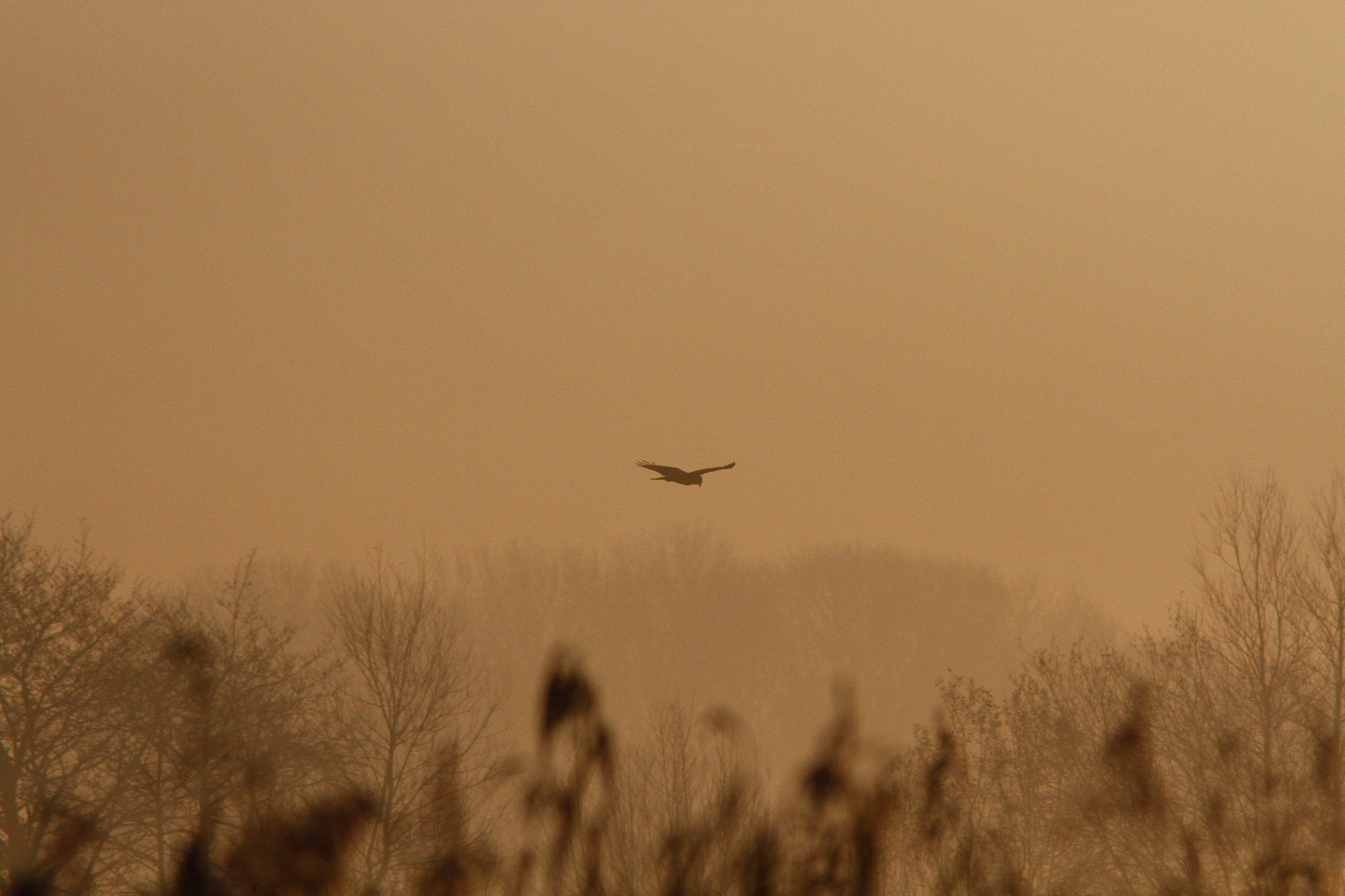 Marsh harrier in Somerset Levels