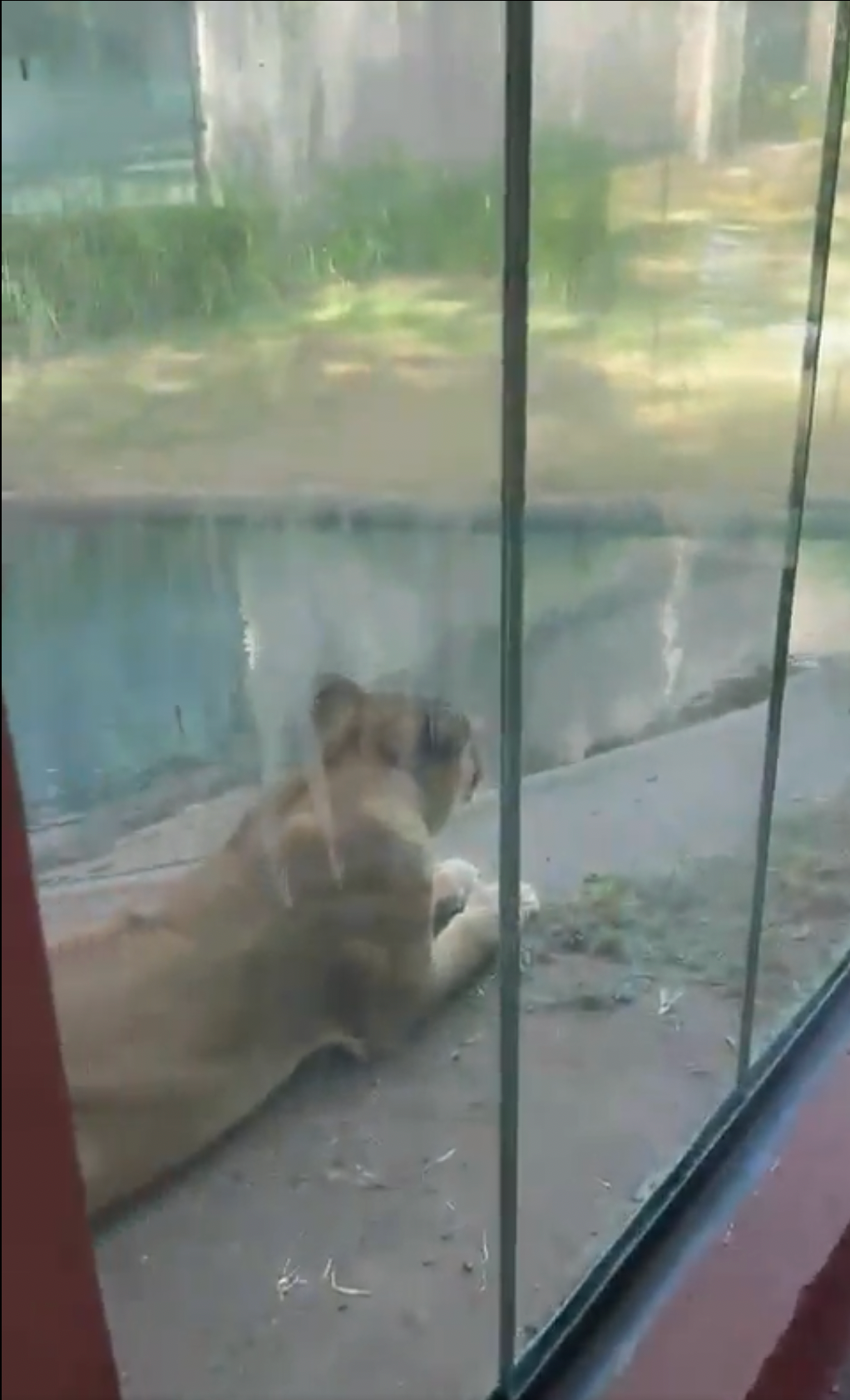 The lion, called Leona, attacked the teenager after he made his way into her enclosure