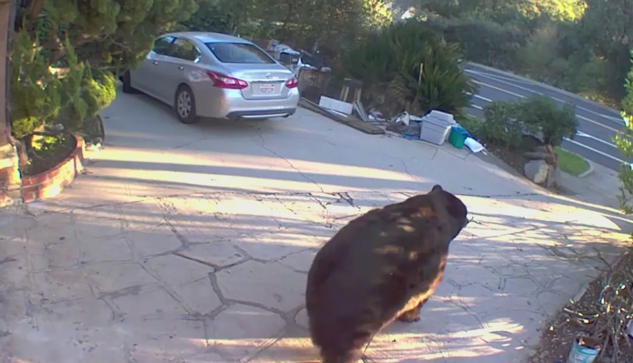 Ken Johnson said that he had noticed the 500-pound animal around his property before, but did not know that it had moved in