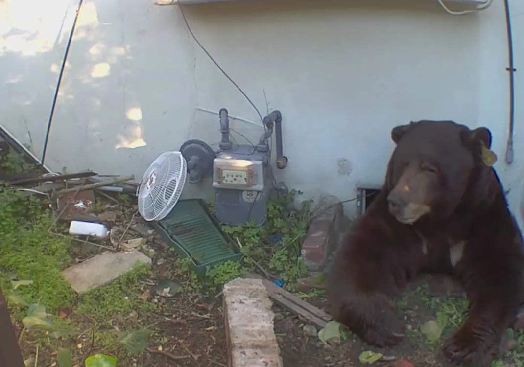 A California homeowner plans to sue the state’s Fish and Wildlife agency after they allegedly stopped helping him try to remove a pesky black bear that has been living under his home for over a month