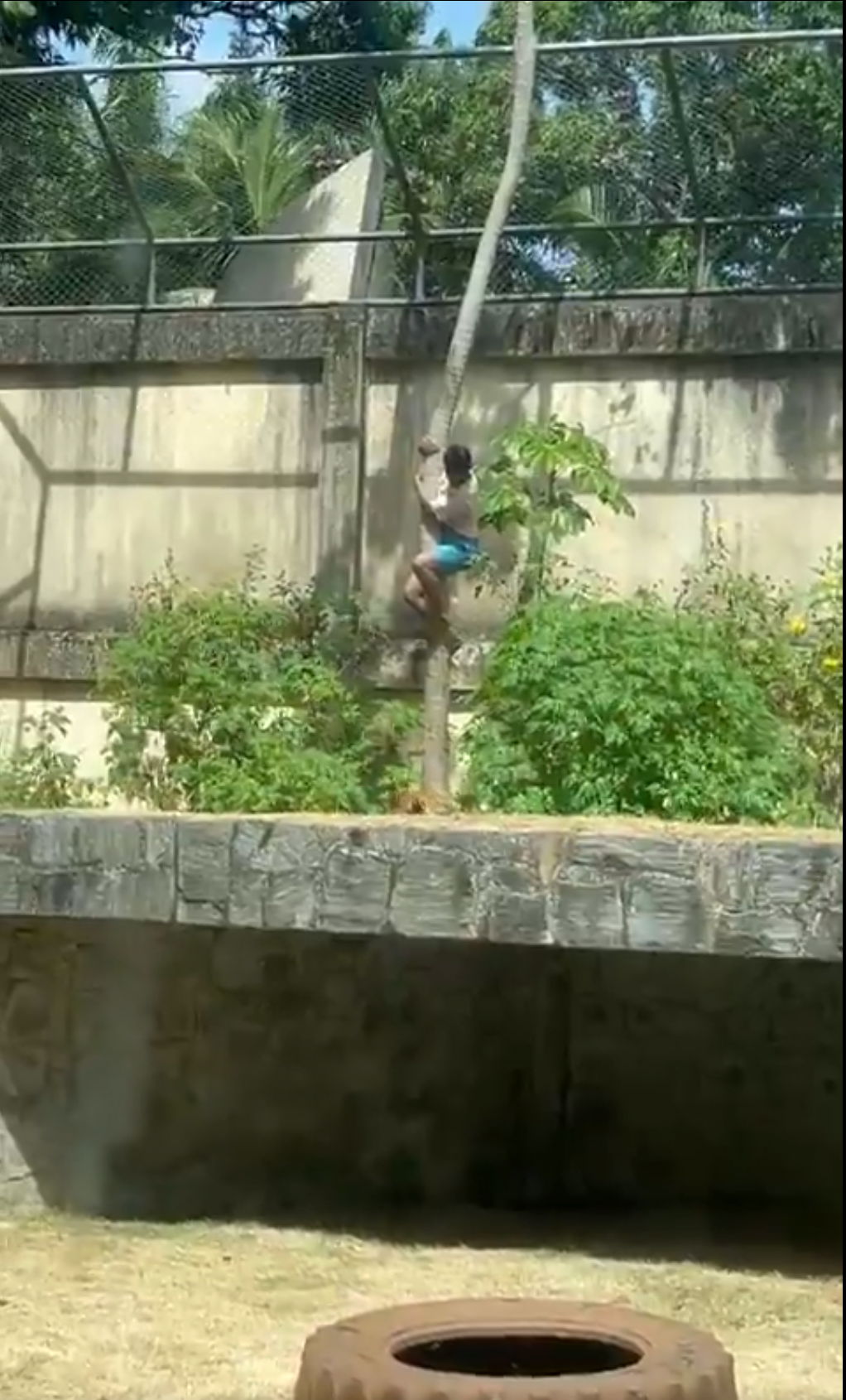 Footage showed the19-year-old scaling down a tree as a lioness waited below