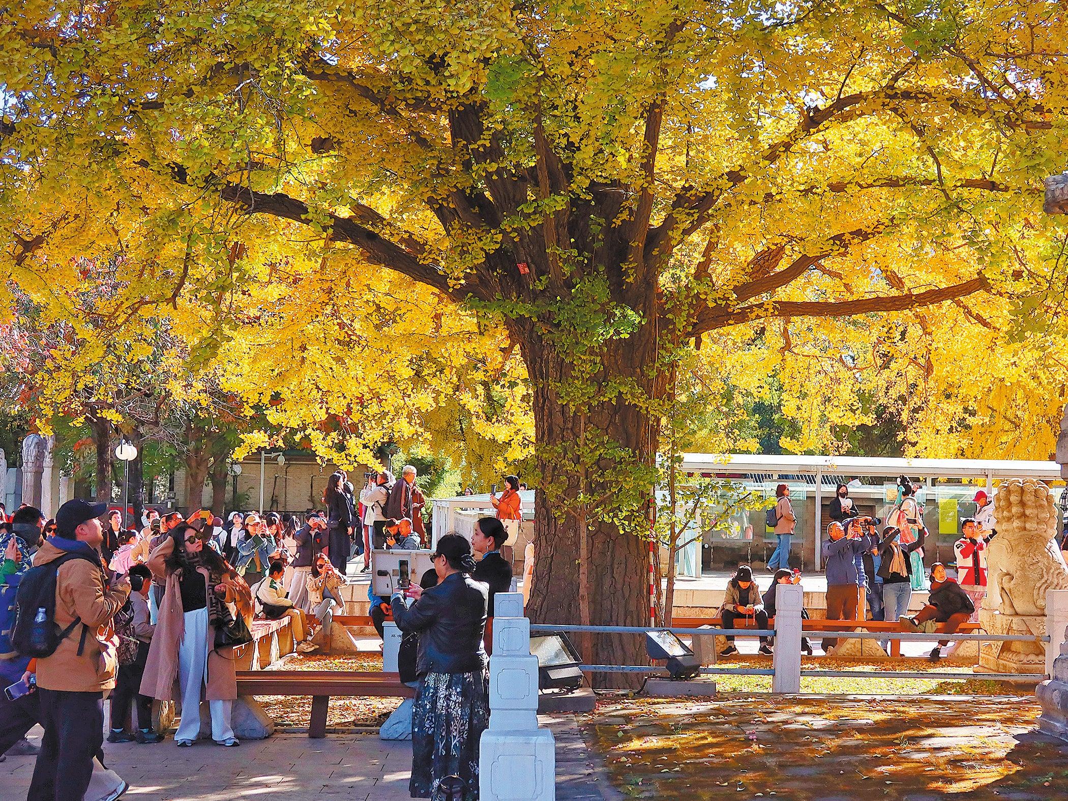 Ginkgo trees flank the Vajra Throne Pagoda at the Beijing Stone Carving Art Museum