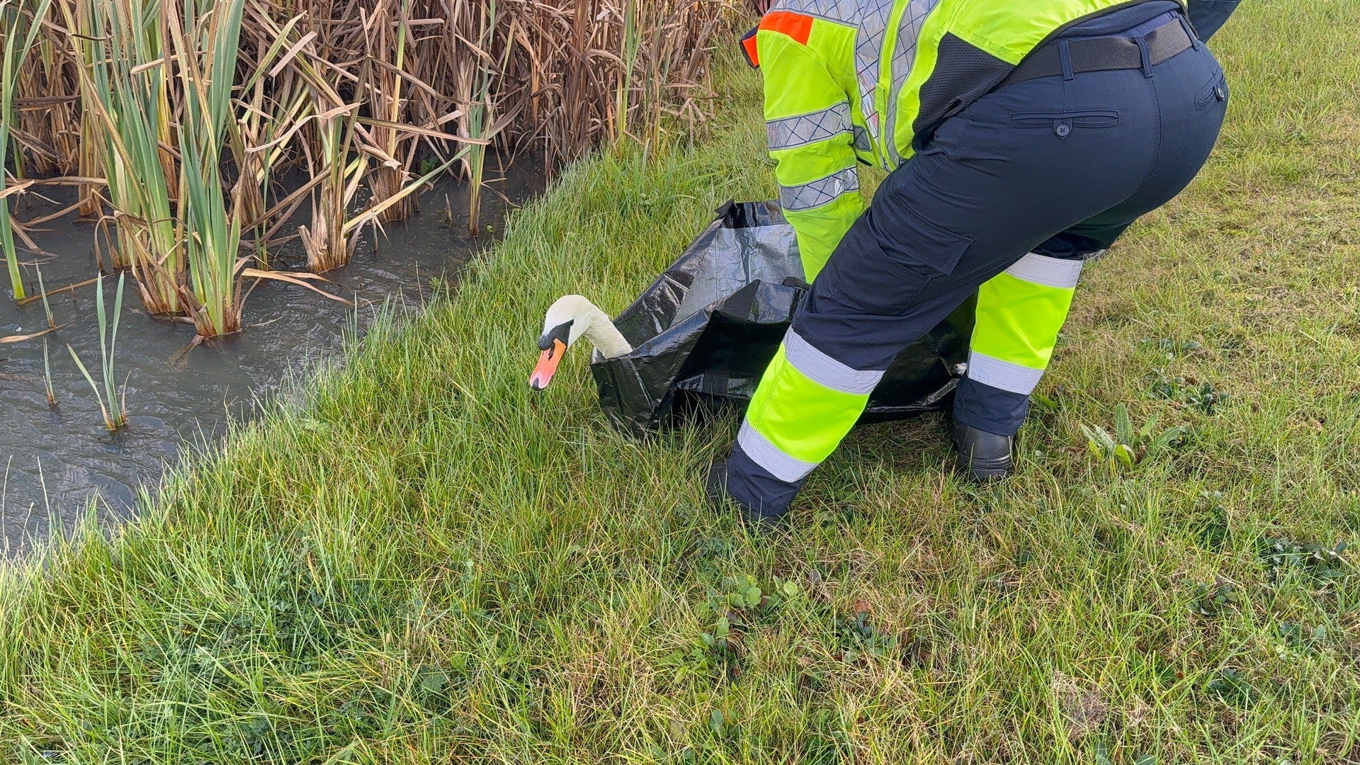 The swan being released at a lake