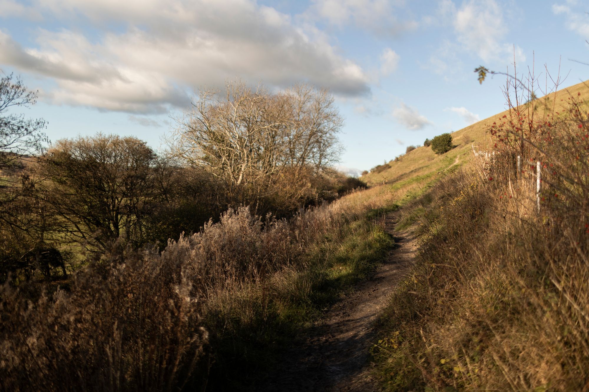 The at the bottom of the Giant's enclosure at Cerne Abbas in Dorset