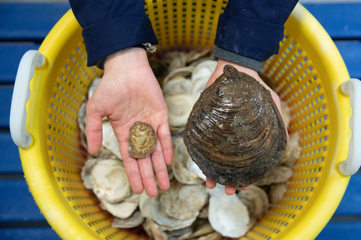 European flat oysters ‘thriving’ in Firth of Forth