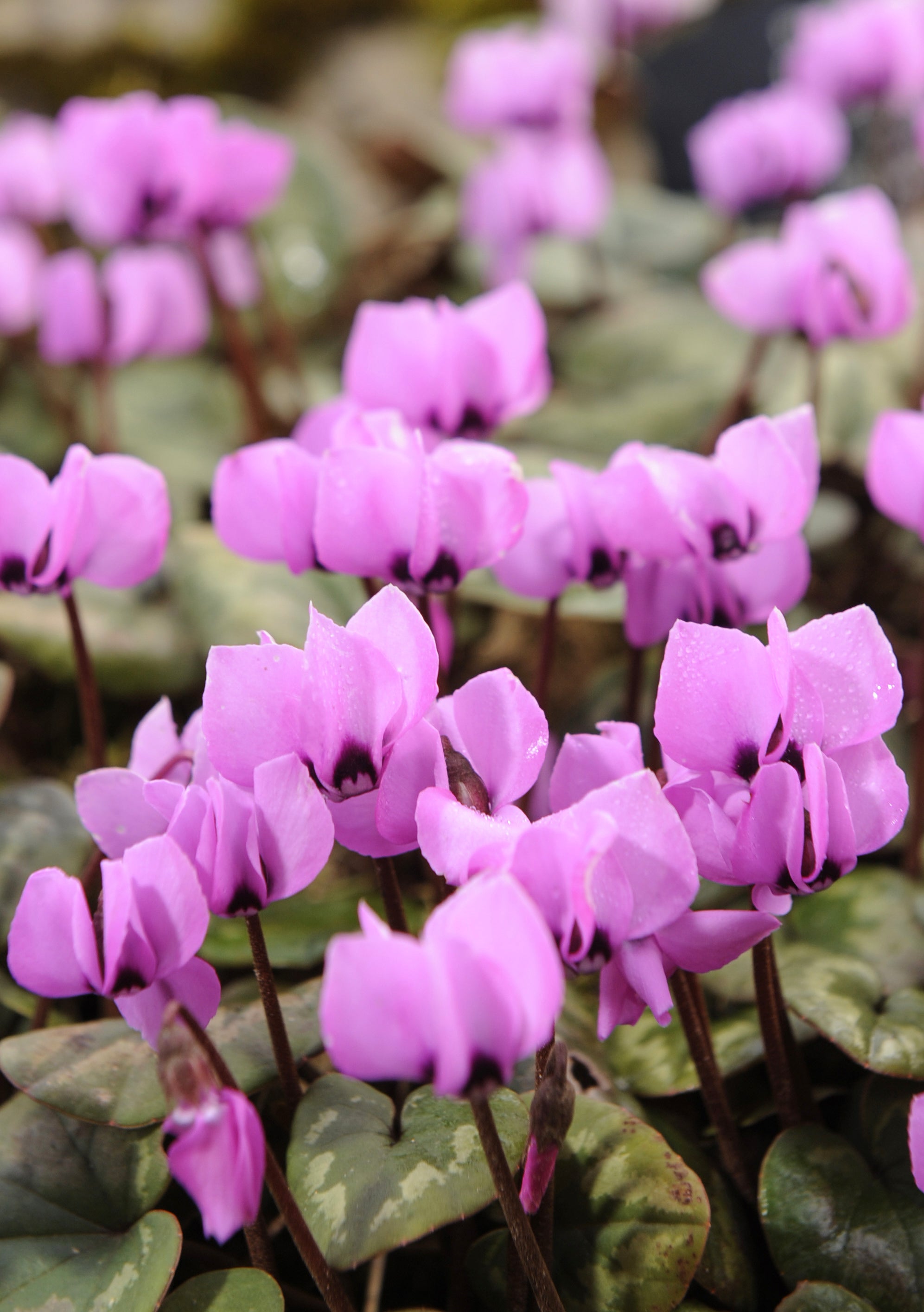Gardening-Cyclamen