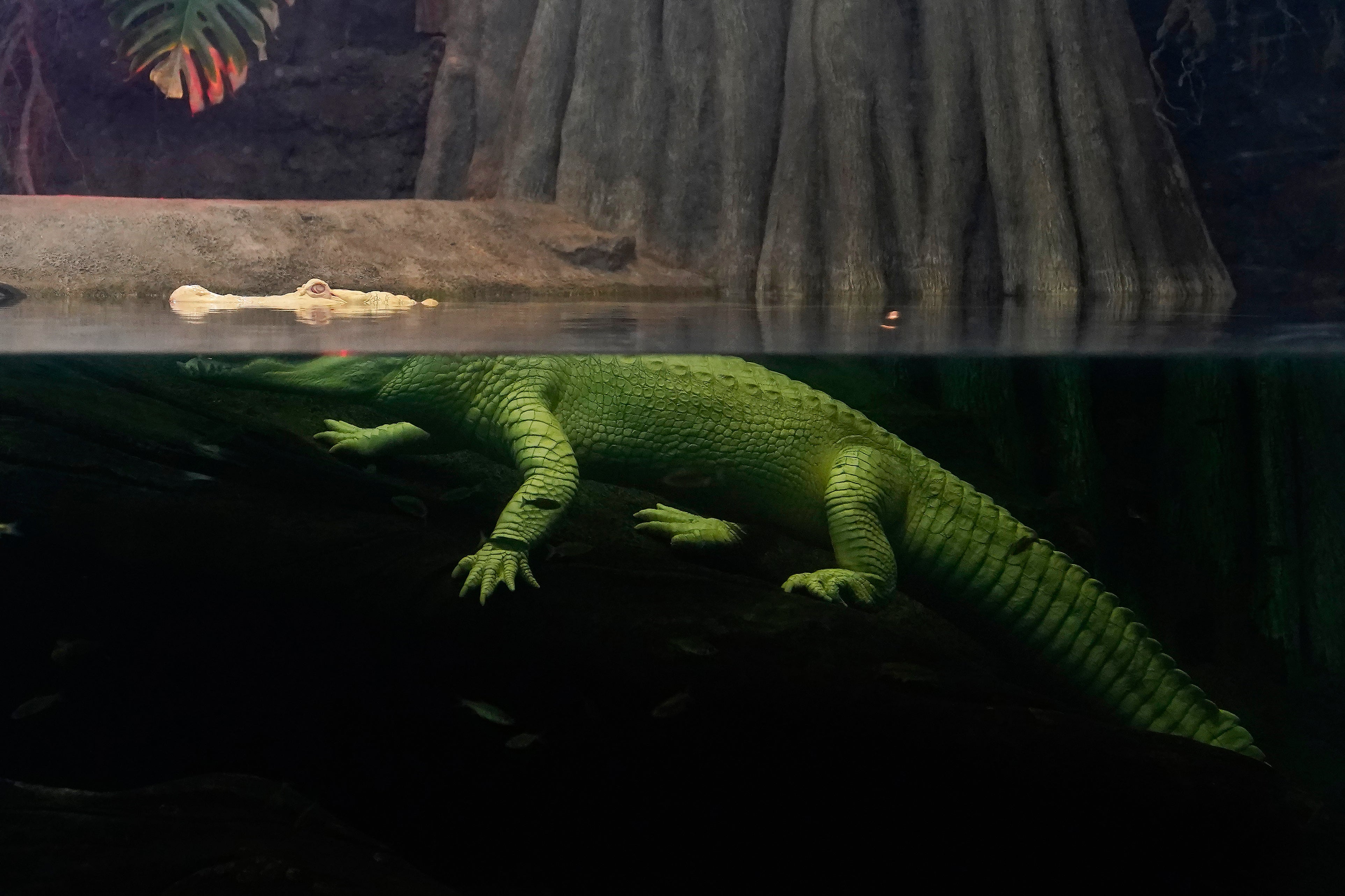 Albino Alligator
