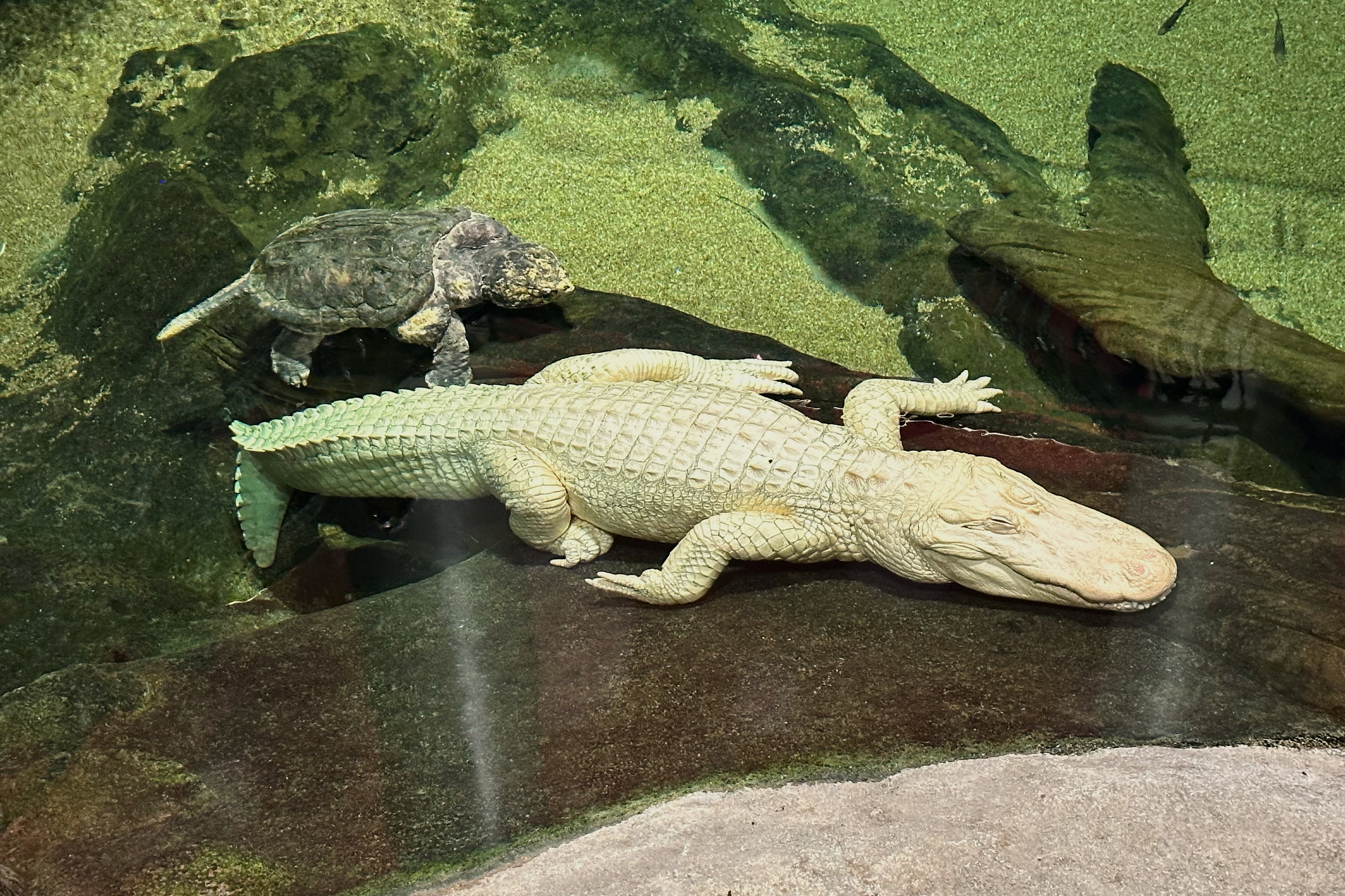 Albino Alligator