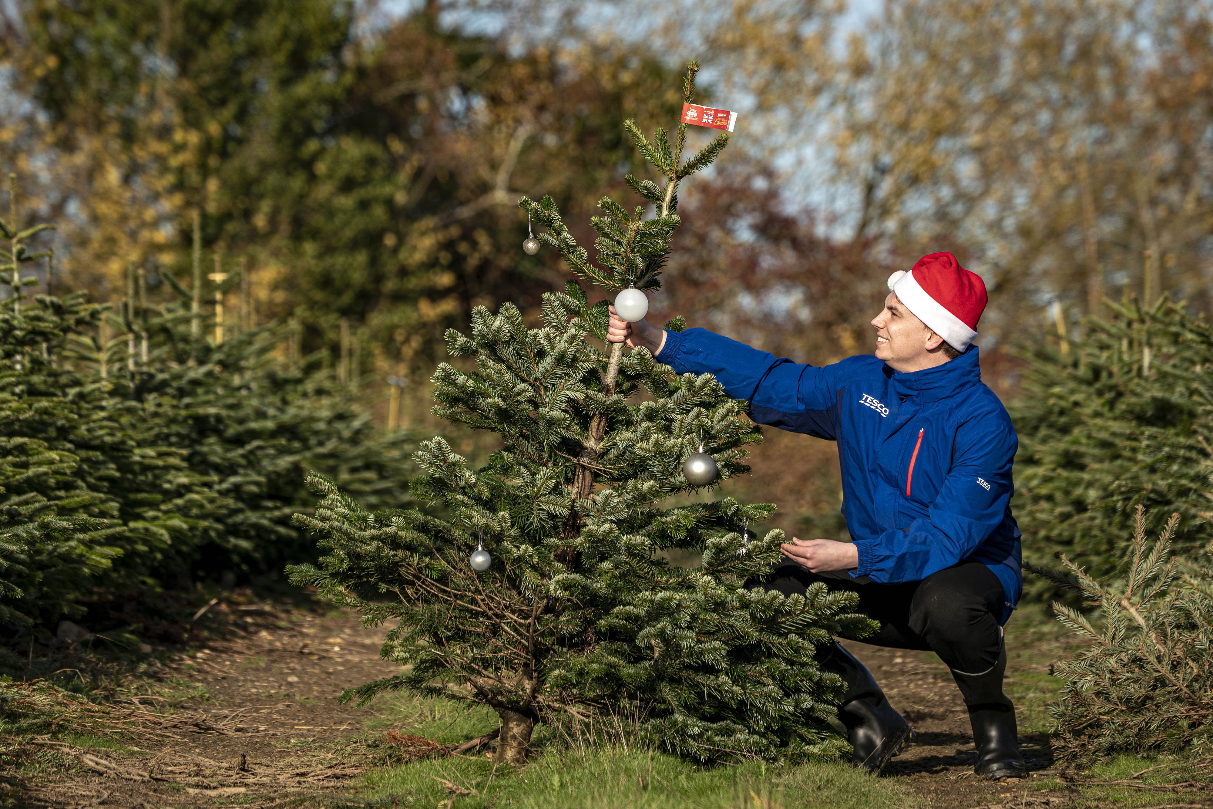 The trees will be available to shoppers on a first-come, first-served basis from 10am on 6 December, with one tree per household