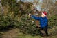 Major UK supermarket to give away ‘wonky’ Christmas trees for one day only