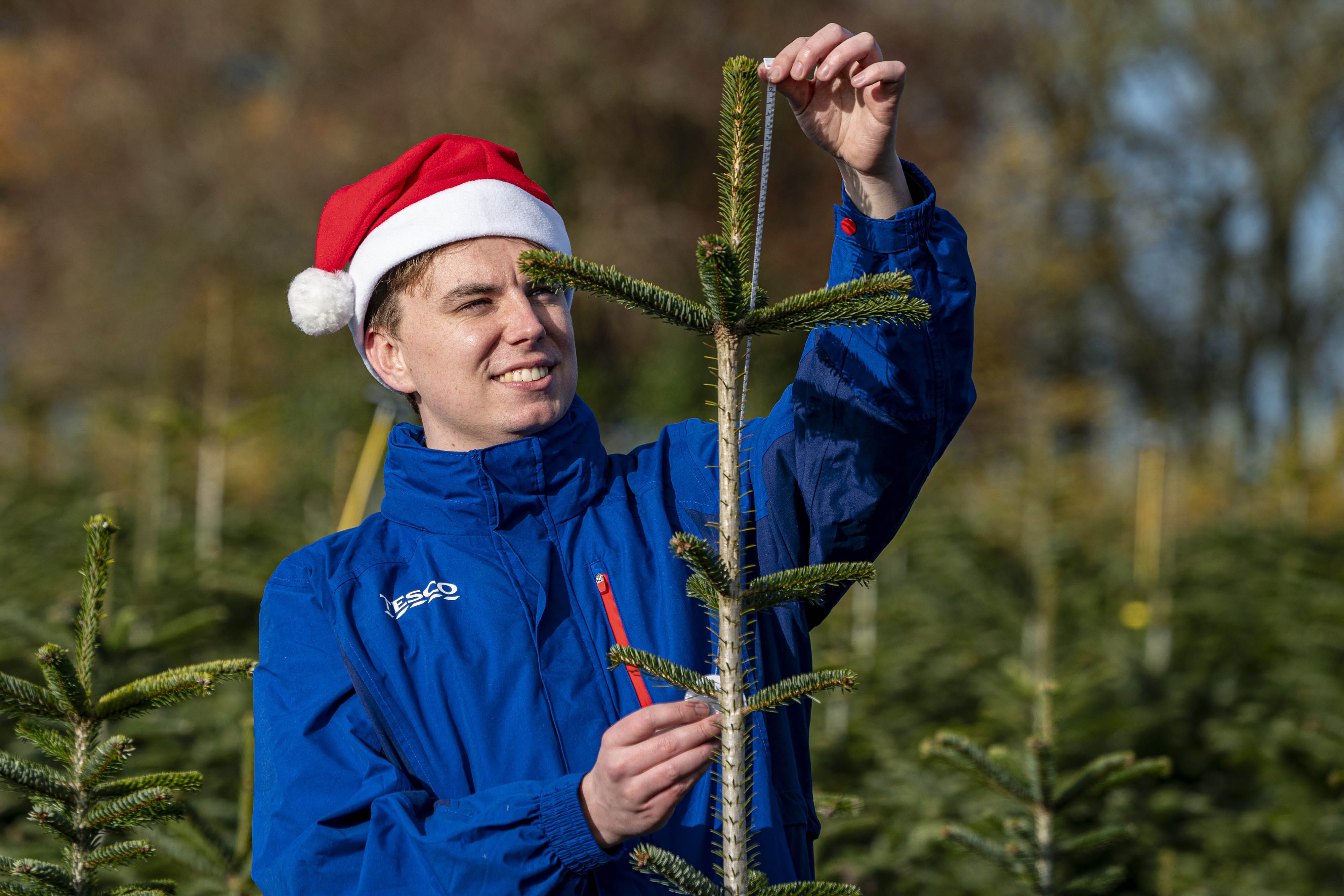 The search is on for perfectly imperfect Christmas trees at Needlefresh Christmas tree farm in Yattendon, Berkshire