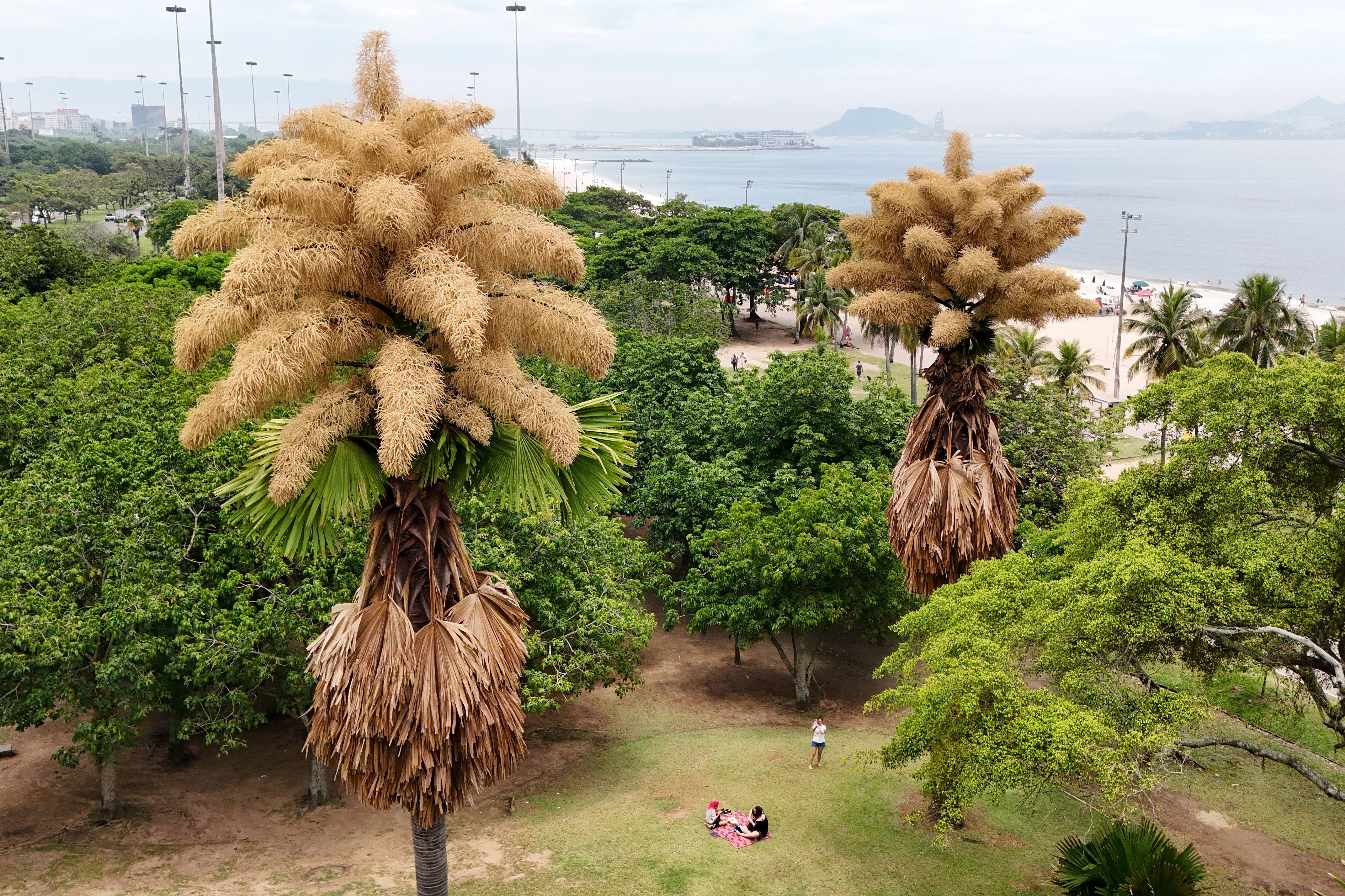 Talipot palm trees, native to India and Sri Lanka, is in bloom for the first and only time in its life, in Aterro do Flamengo, Rio de Janeiro