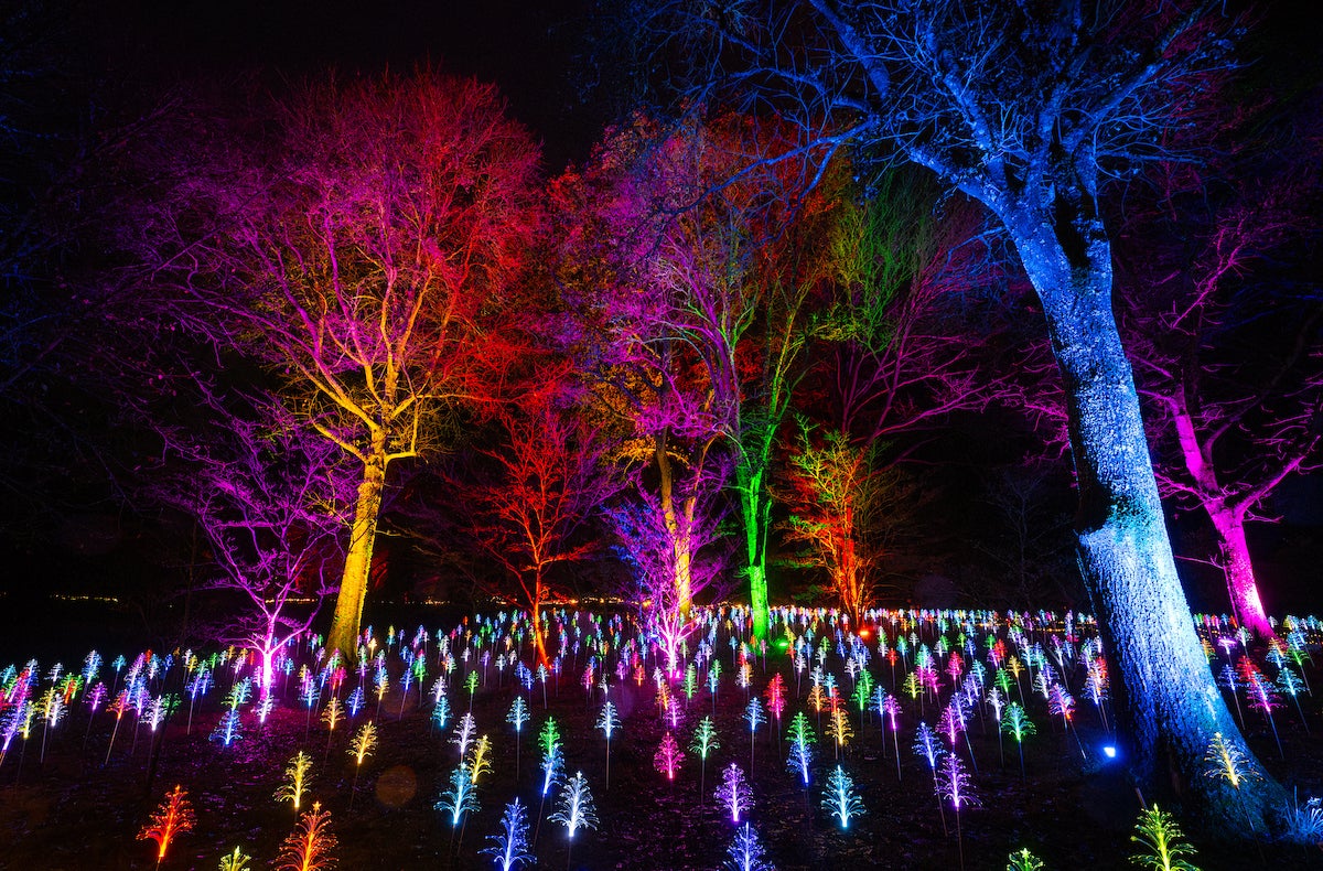 Hampshire’s largest festive light trail is found at Sir Harold Hillier Gardens