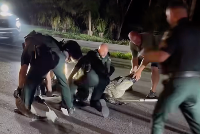 <p>Seven deputies were dispatched to tackle a huge, 14-foot alligator in Florida</p>