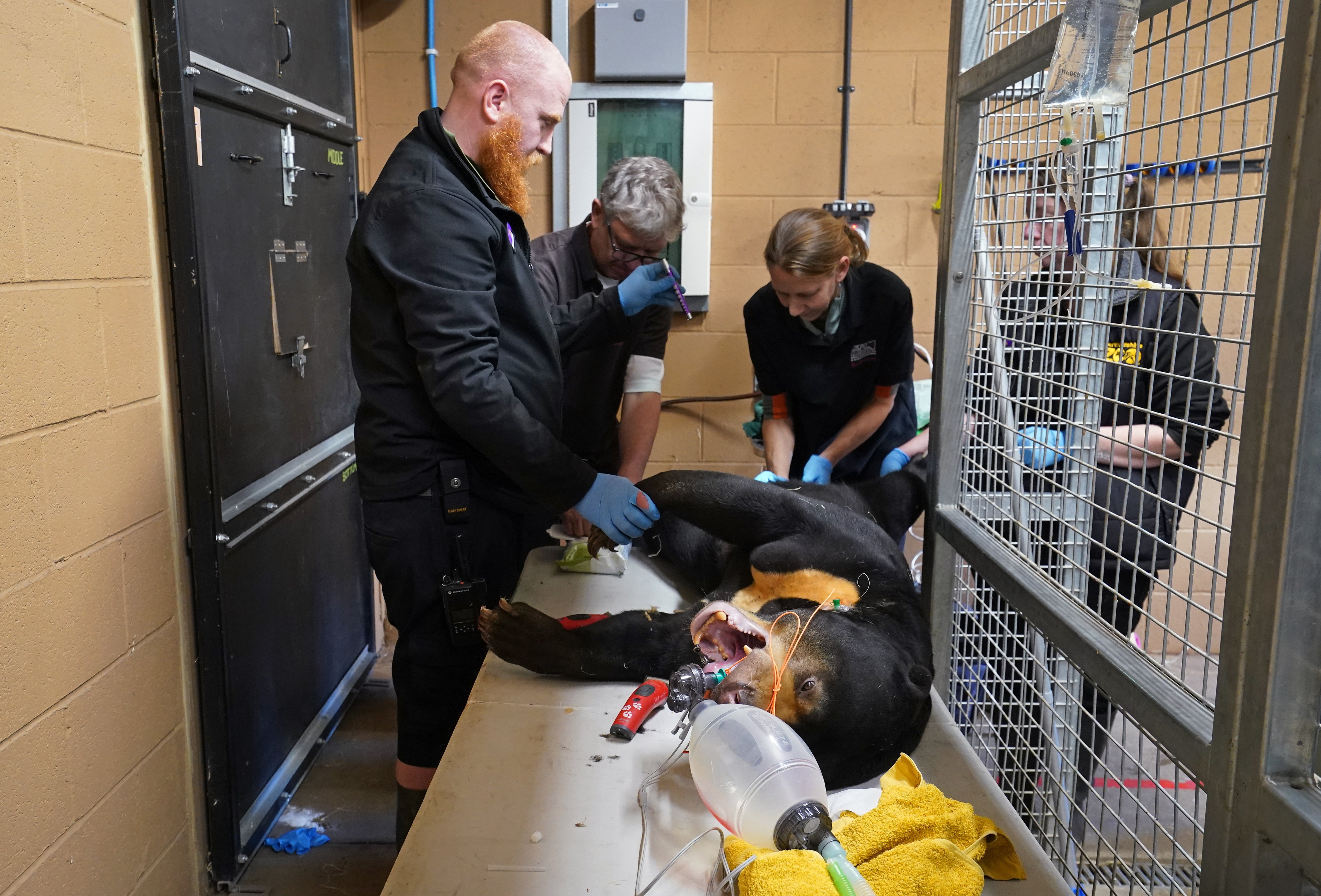 Kyra is prepared for surgery by vets at Hertfordshire Zoo in Broxbourne