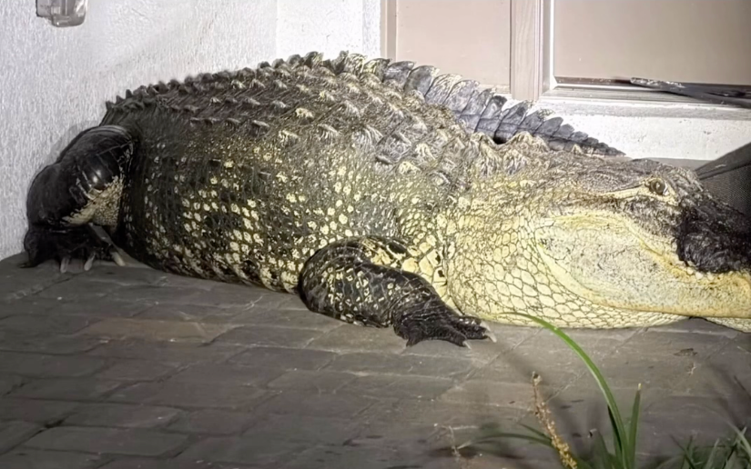 The giant alligator weighed around 600 pounds, which is roughly equivalent to 272 kilograms