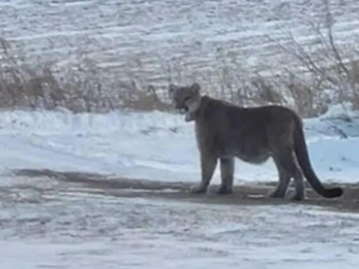 Two schools in Duluth, Minnesota were briefly placed on lockdown Wednesday after a mountain lion was spotted moving through nearby neighborhoods