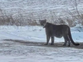Minnesota schools forced into lockdown as mountain lion roams through suburban neighborhoods
