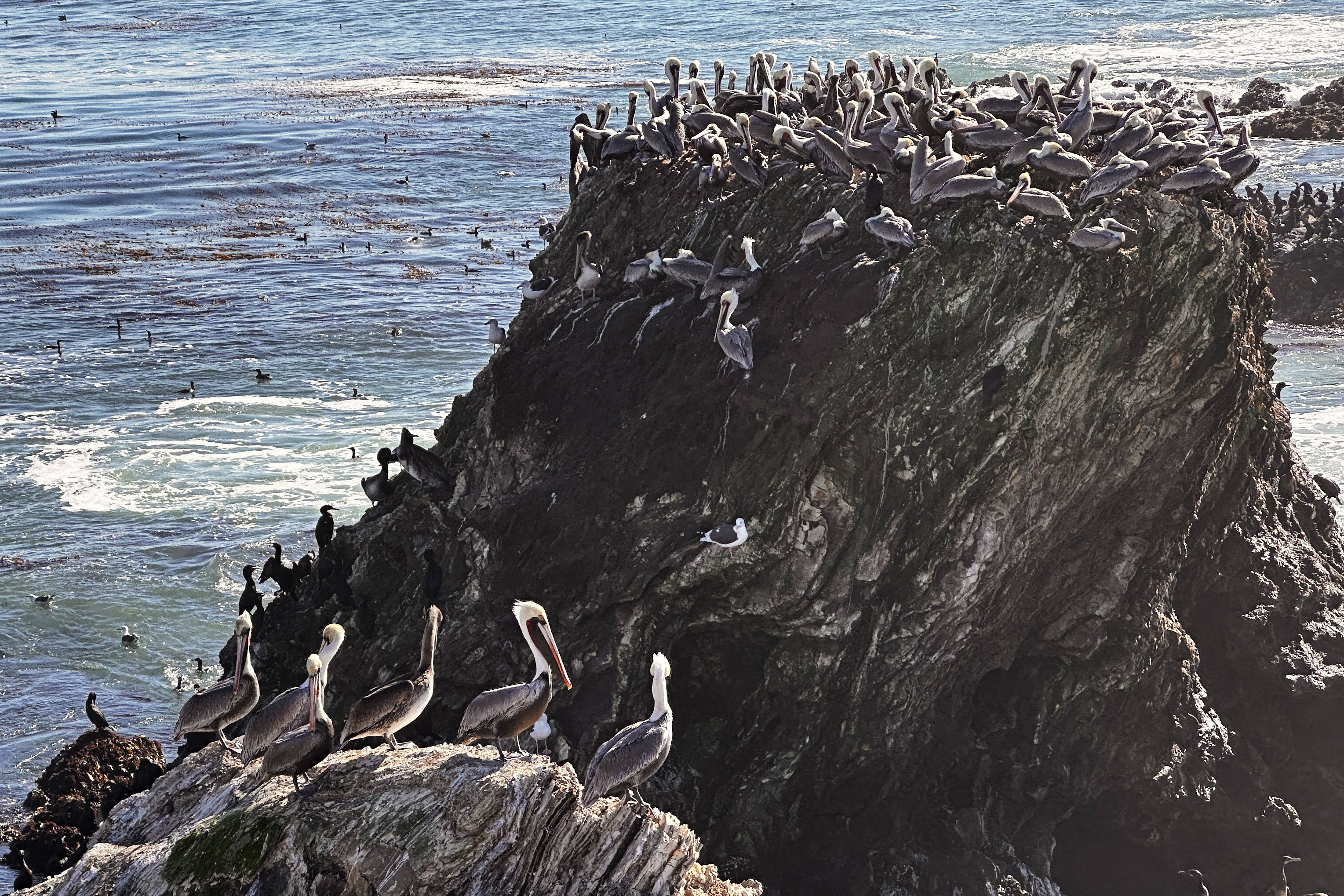 California Pelicans
