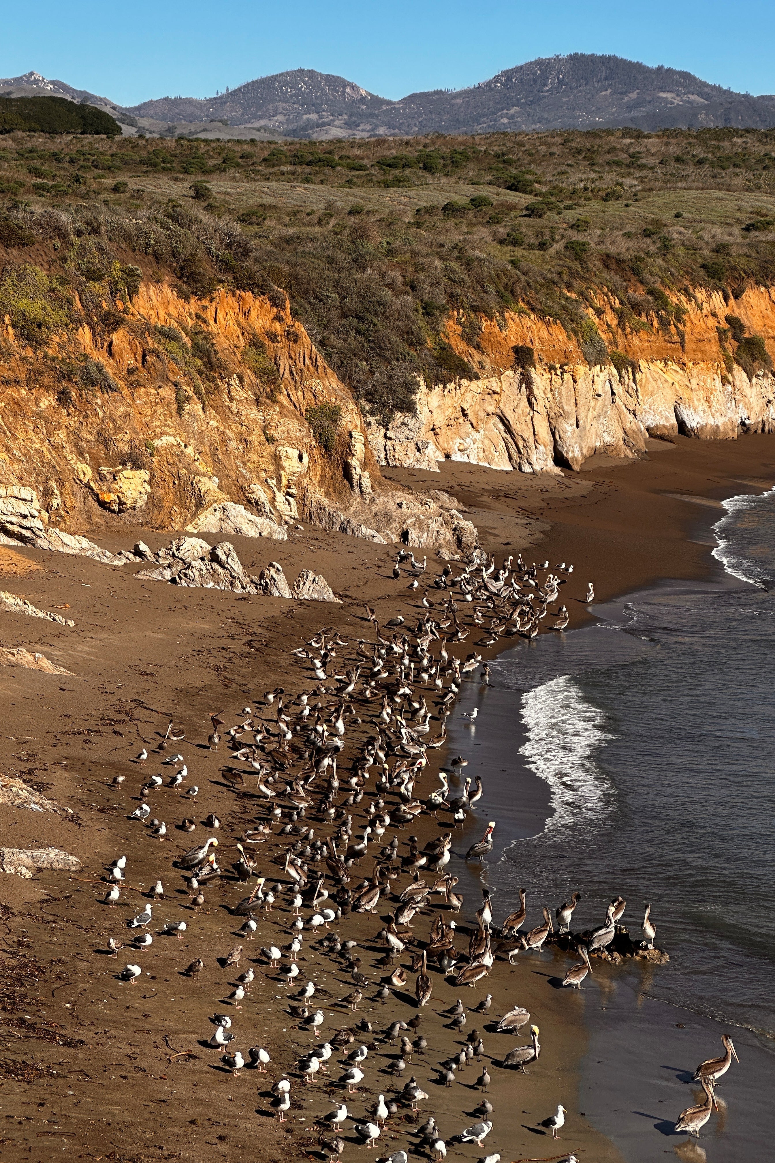California Pelicans