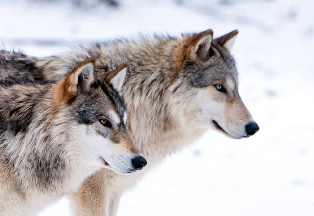 <p>The survey found there are more negative associations with wolves than other species (Alamy/PA)</p>