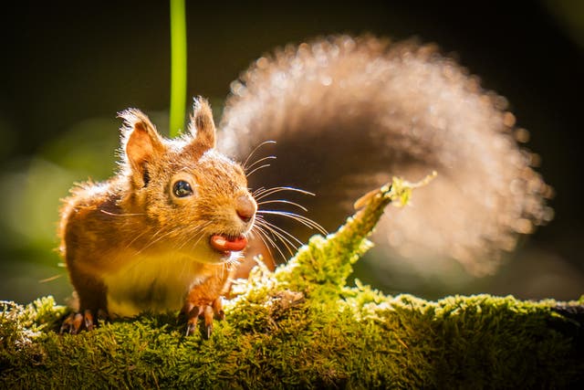 The range of red squirrels has increased in the Scottish Highlands (Danny Lawson/PA)