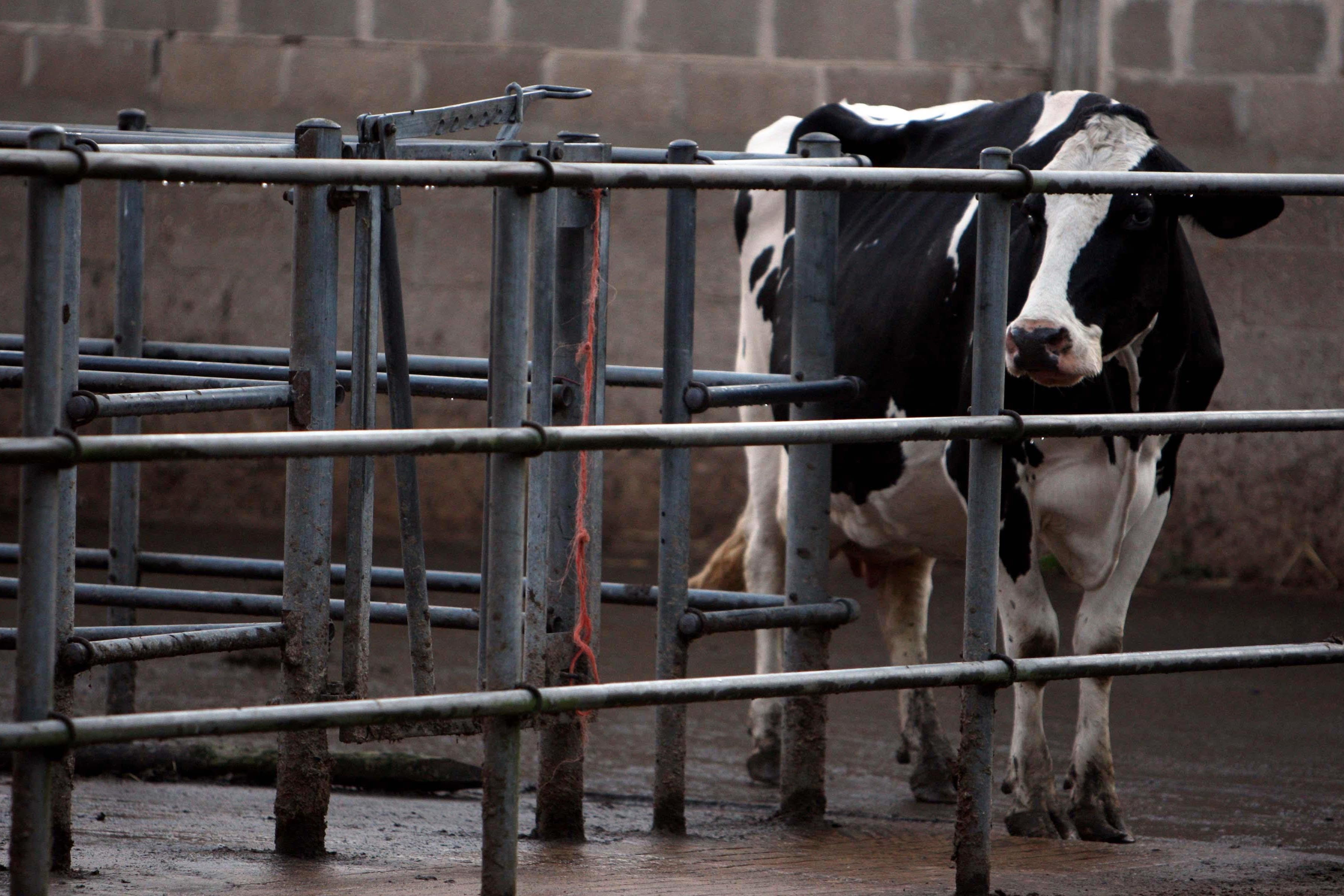 A Cow at Beehive Farm dairy farm in Lound, near Lowesoft, where a case of Bluetongue has been confirmed on the farm.