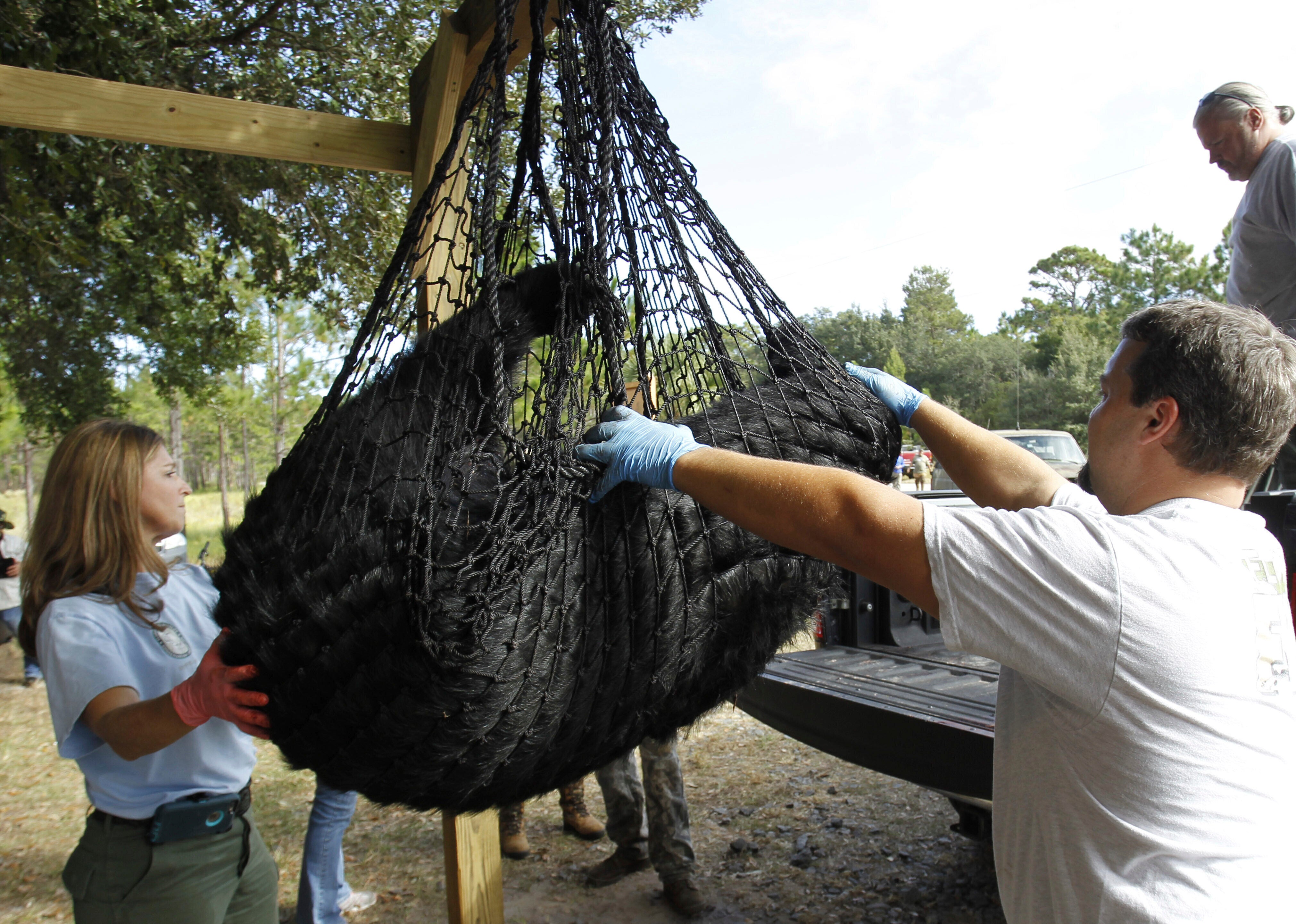 A black bear is weighed by FWC Biologists Alyssa Simmons and Mike Orlando at the Rock Springs Run Wildlife Management Area near Lake Mary, Fla., Oct. 24, 2015. (Luis Santana/Tampa Bay Times via AP, file)