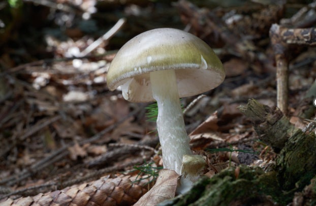 The recent wet weather has contributed to the increased growth of death cap mushrooms
