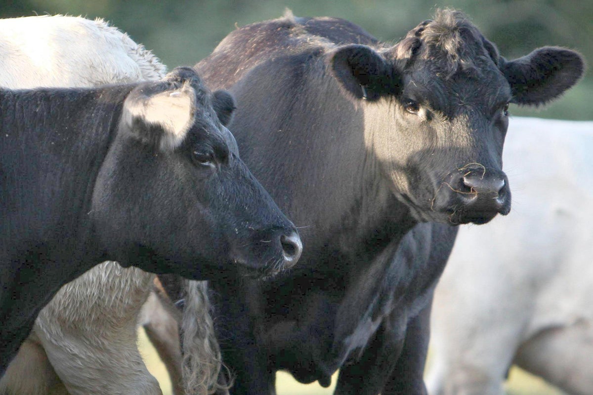 Bluetongue crisis spreads as government accused of being ‘asleep at the wheel'