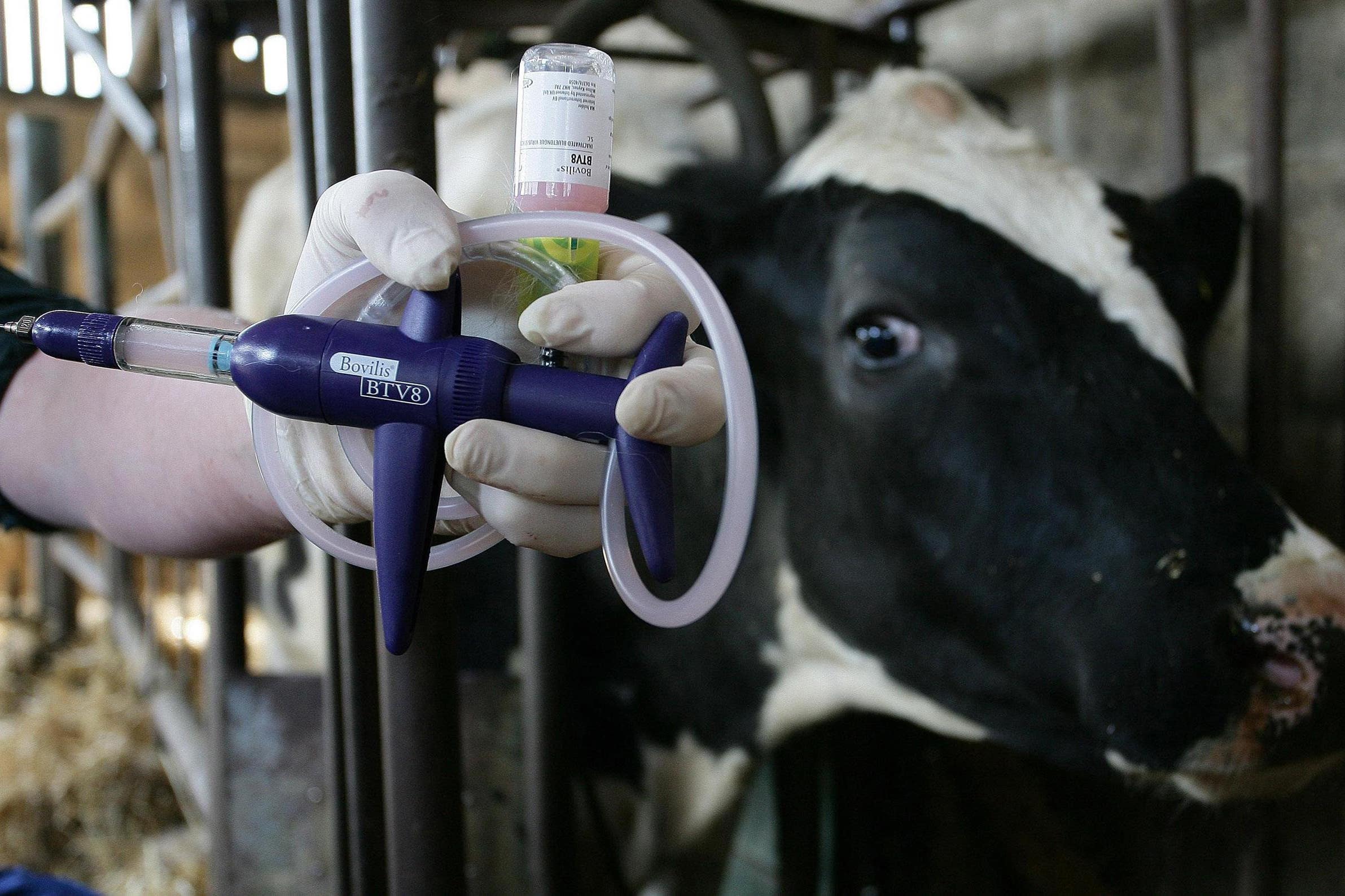 Vet Steve Trickey holds Intervet’s new Bluetongue serotype 8, Bovilis BTV8 vaccine which was administered to Doreen, the first animal in the UK to receive the vaccine at Bixley Farms, Norfolk (PA)