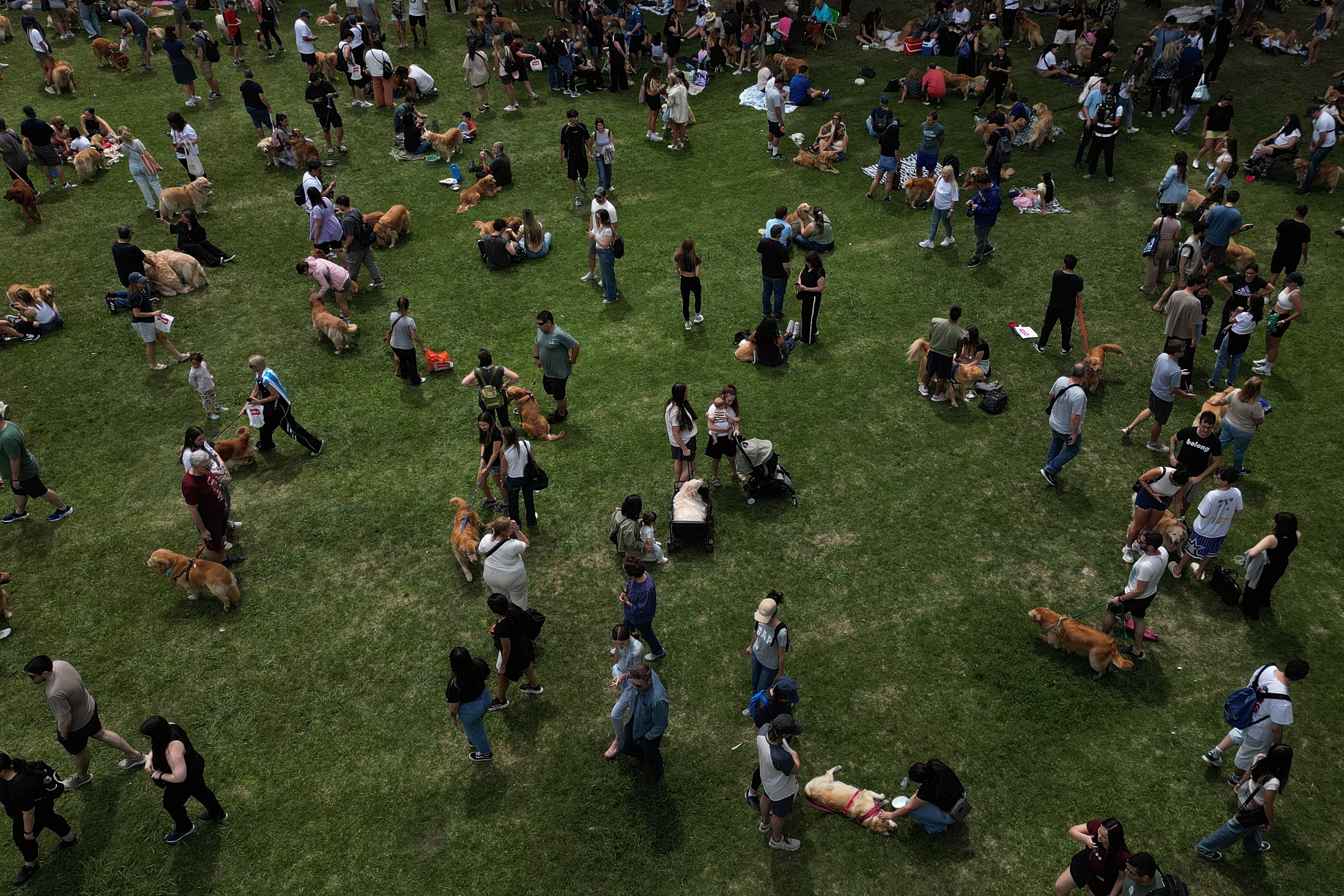 Argentina Golden Retrievers