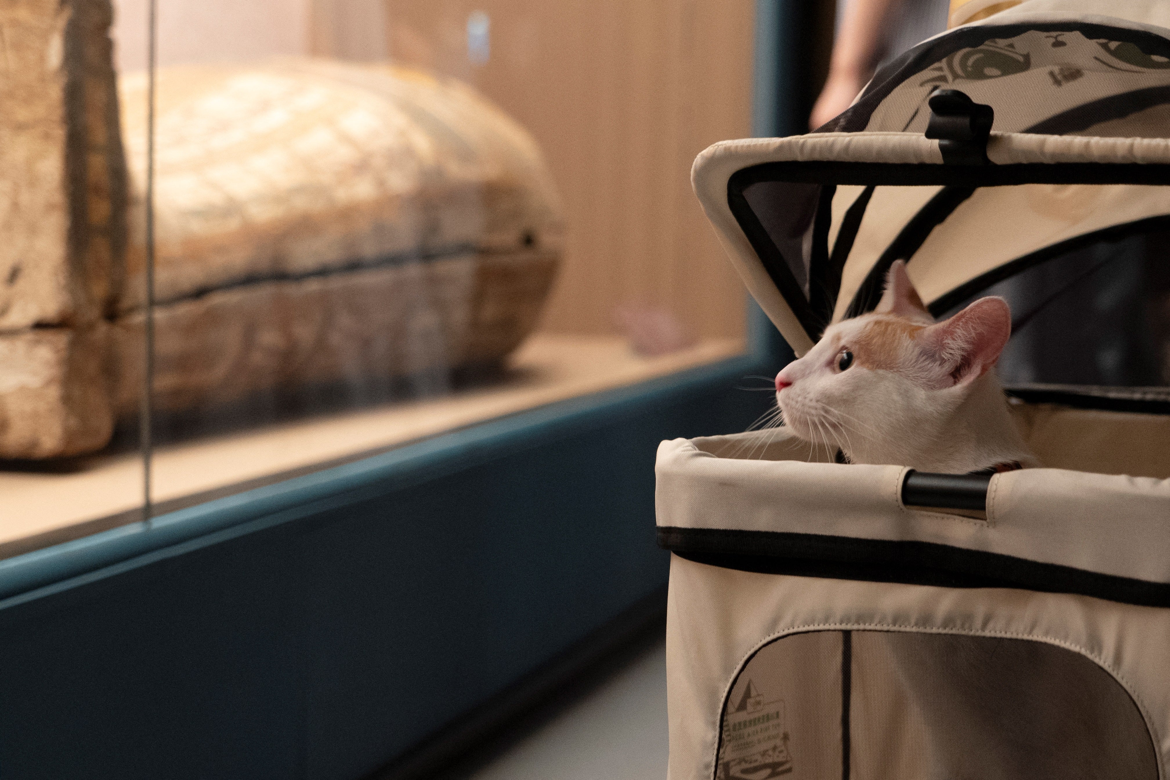 <p>Cat looks at an exhibit at the Shanghai Museum</p>