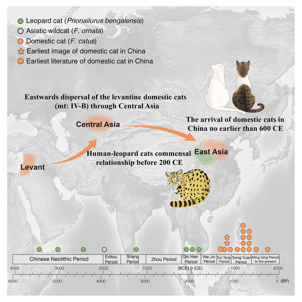 Ancient DNA reveals 3,500 years of human-leopard cat coexistence and arrival of domestic cats in China during the Tang dynasty