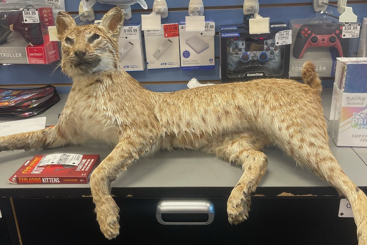 A stuffed bobcat handed in on GameStop's inaugural 'Trade Anything Day', on Saturday December 6