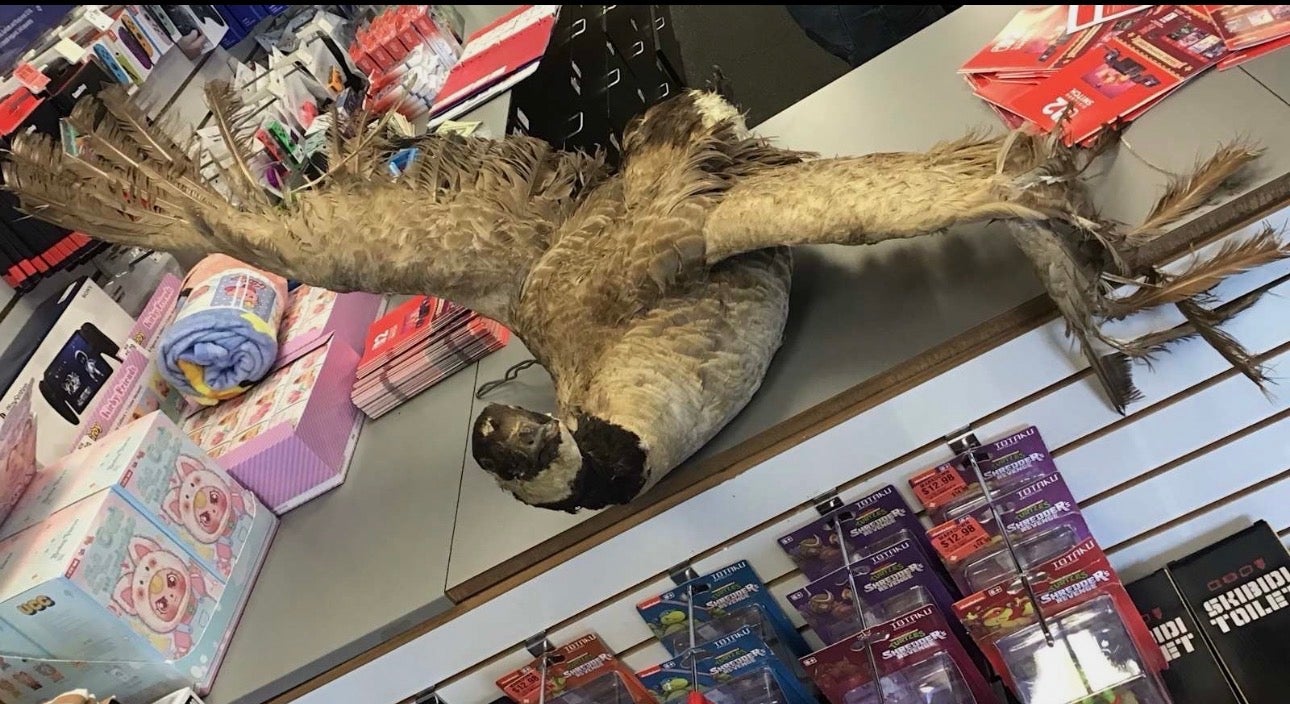 Not a tremendously well-kept bird