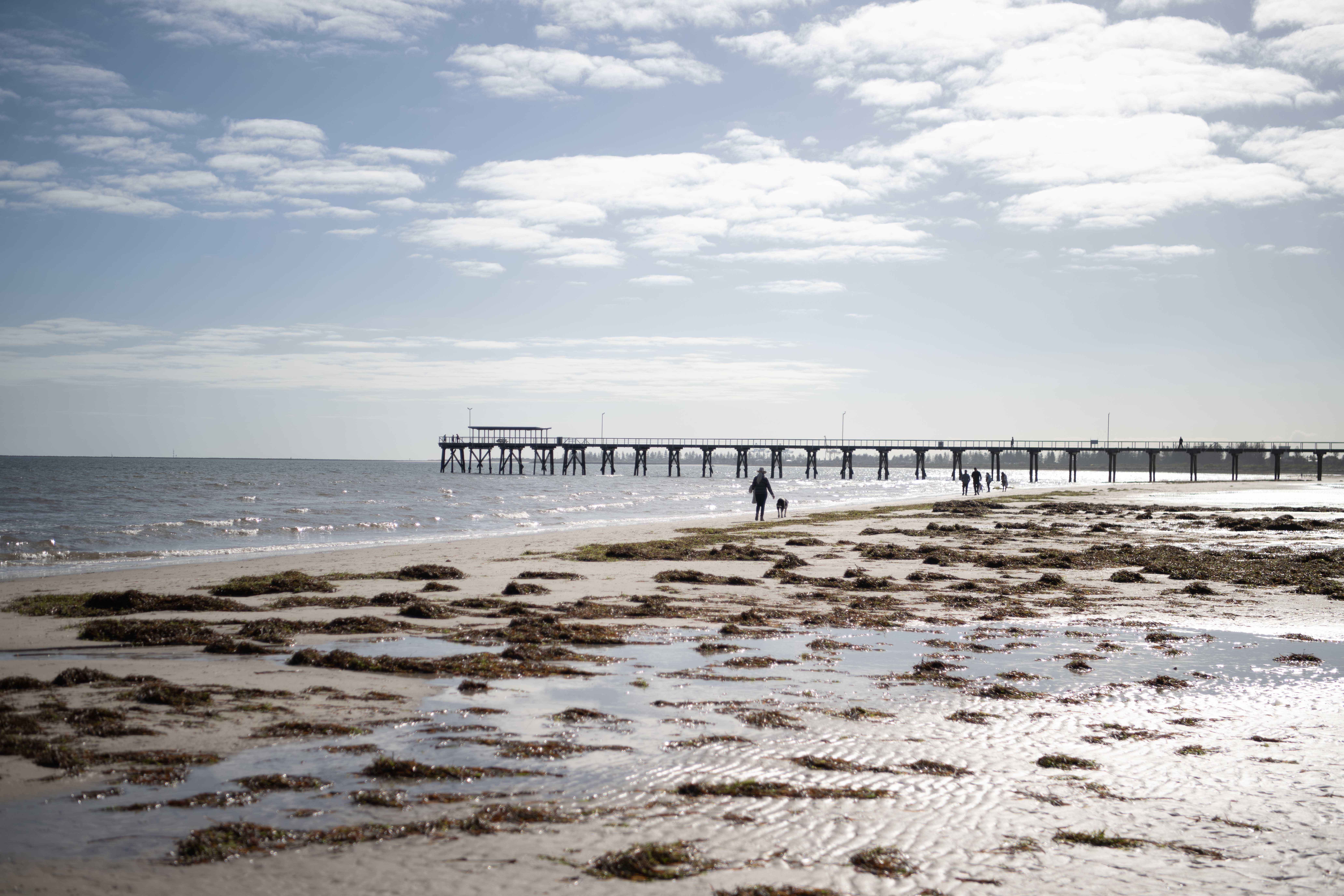 A toxic algal bloom washes dead and dying sea creatures onto Largs Beach