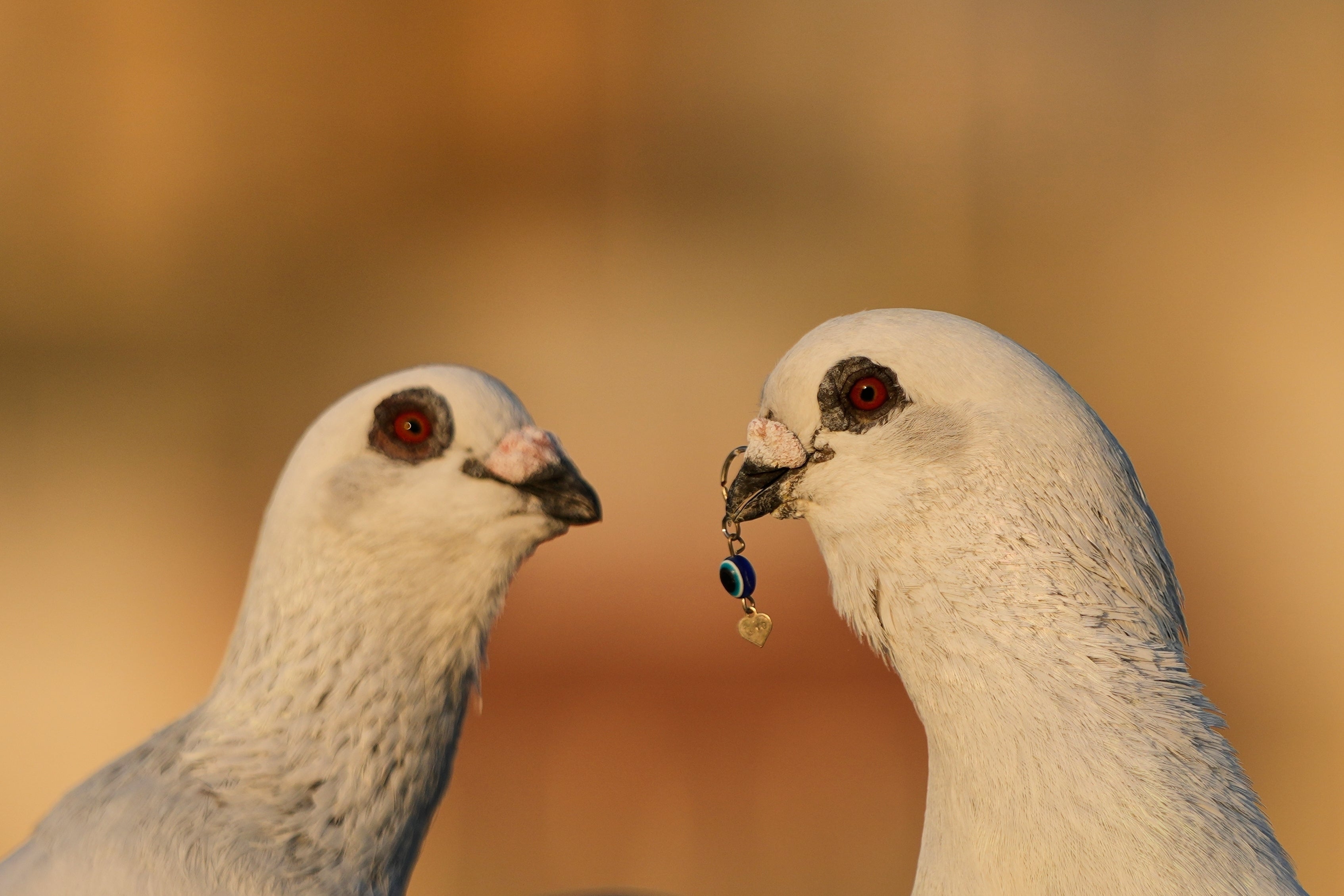 Lebanon Rooftop Pigeons