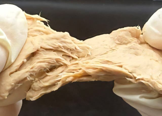 <p>Genetically engineered fungus Fusarium venenatum</p>