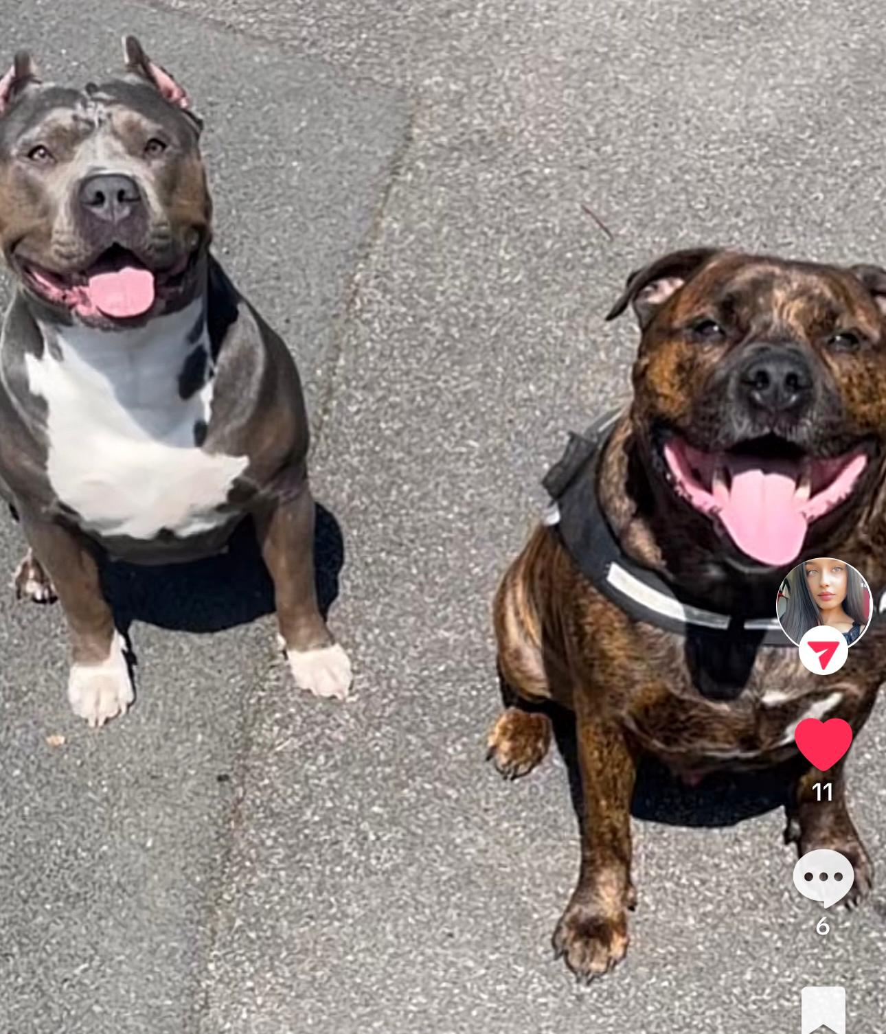 Natasha and Karlo’s two dogs, Tyagi and Medusa, were also killed in the fatal fire