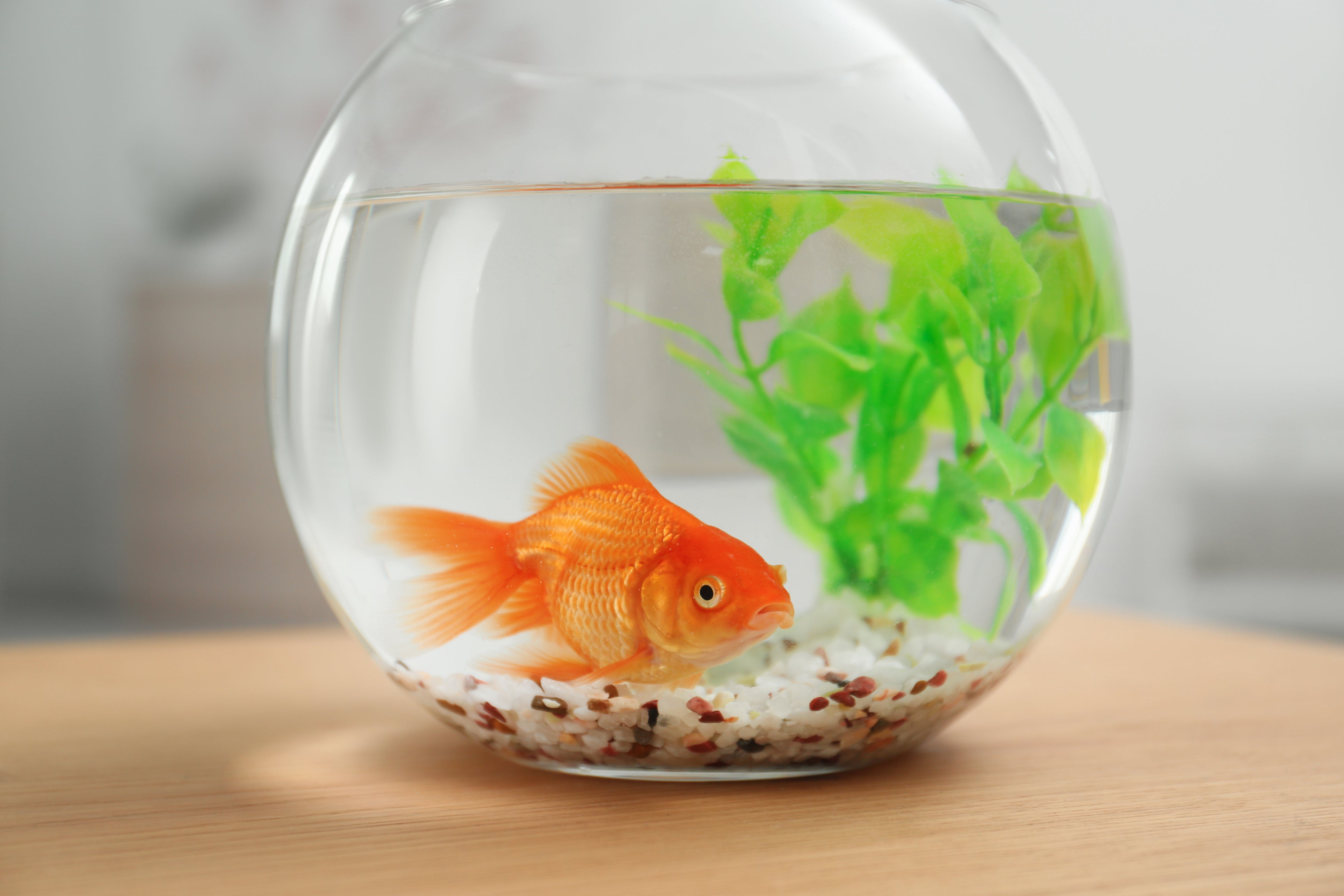 Attention span of a goldfish? Concentration has been eroded in the past 20 years