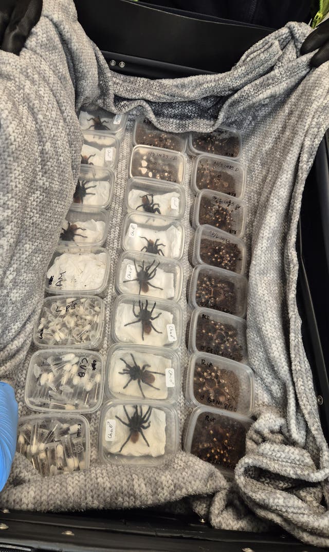 <p>Animals confiscated by Border Force as part of a crackdown on wildlife smuggling</p>