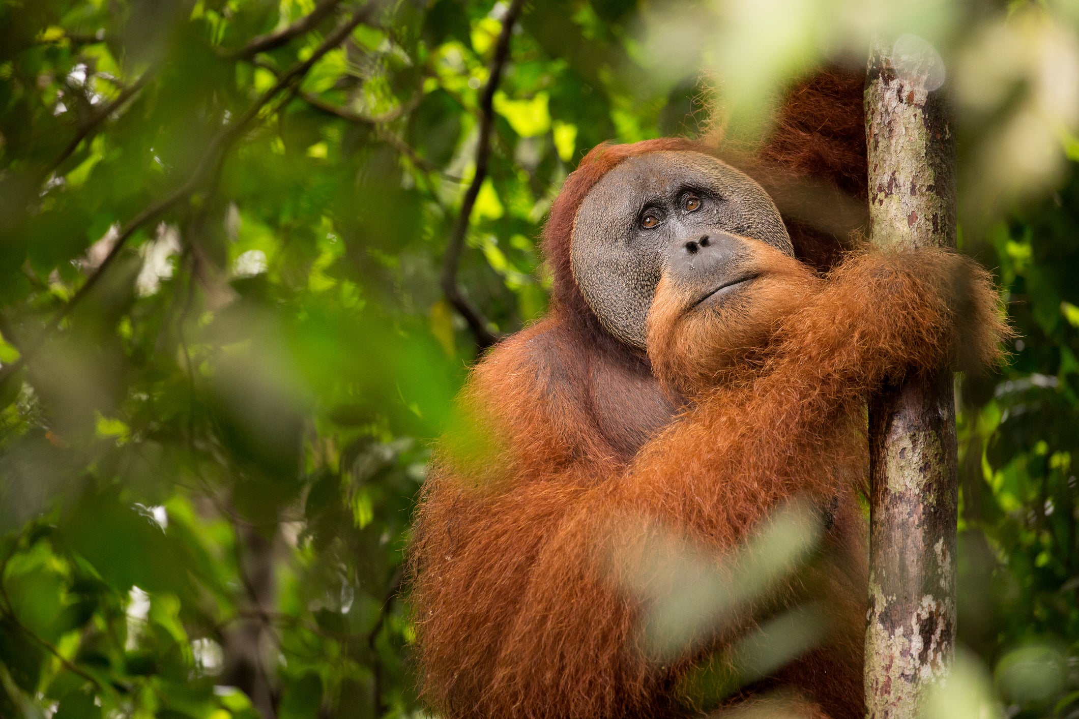 <p>A Tapanuli Orangutan in Mount Leuser National Park, north Sumatra, Indonesia</p>
